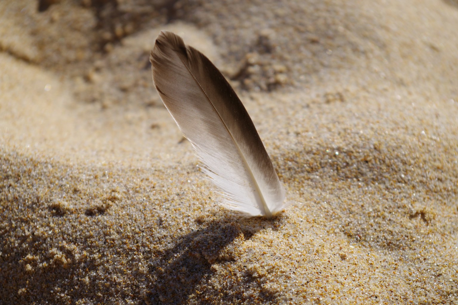 Gros plan d'une plume se tenant sur le sable