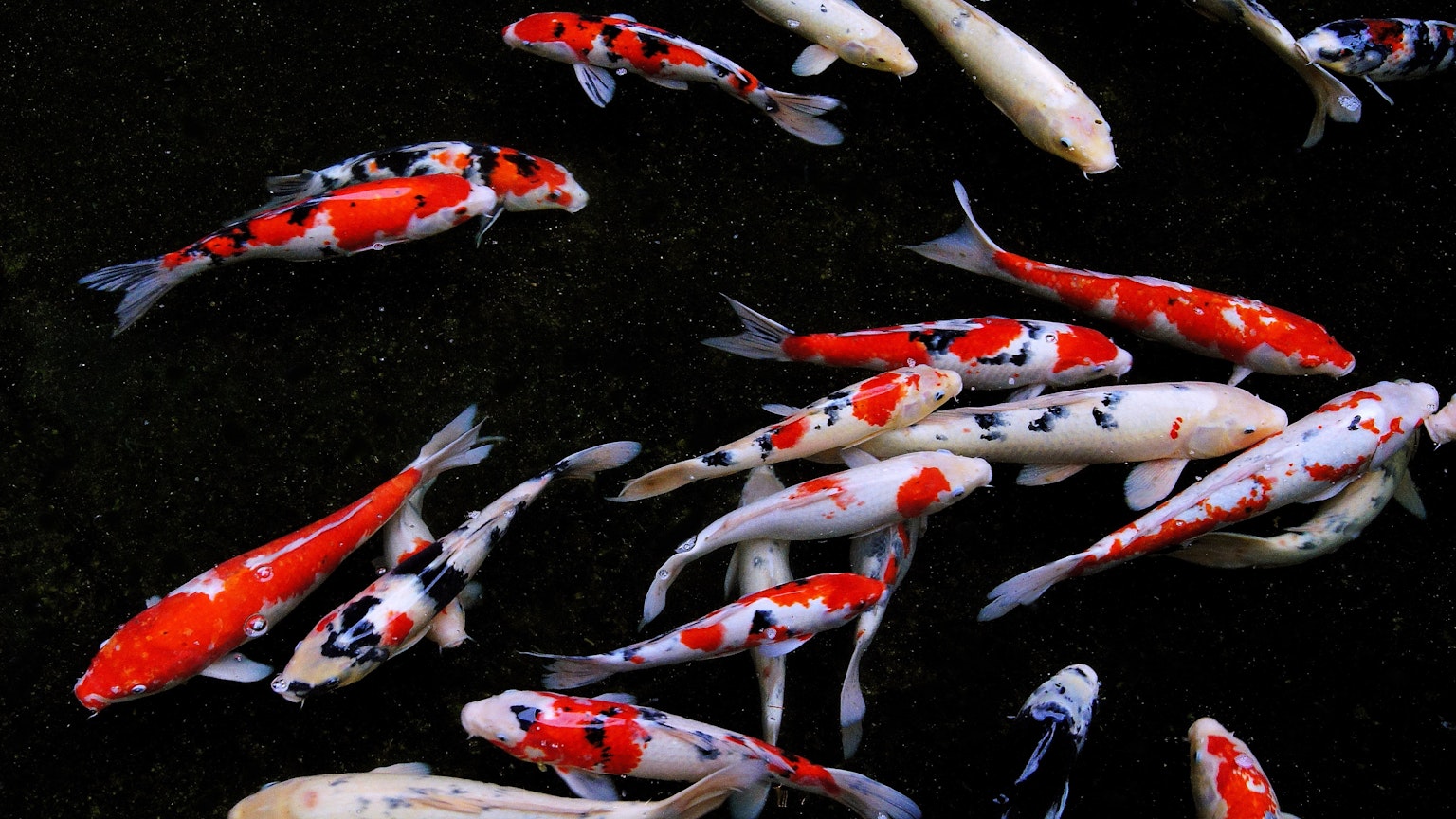 Sekelompok ikan koi berwarna-warni yang berenang di permukaan air