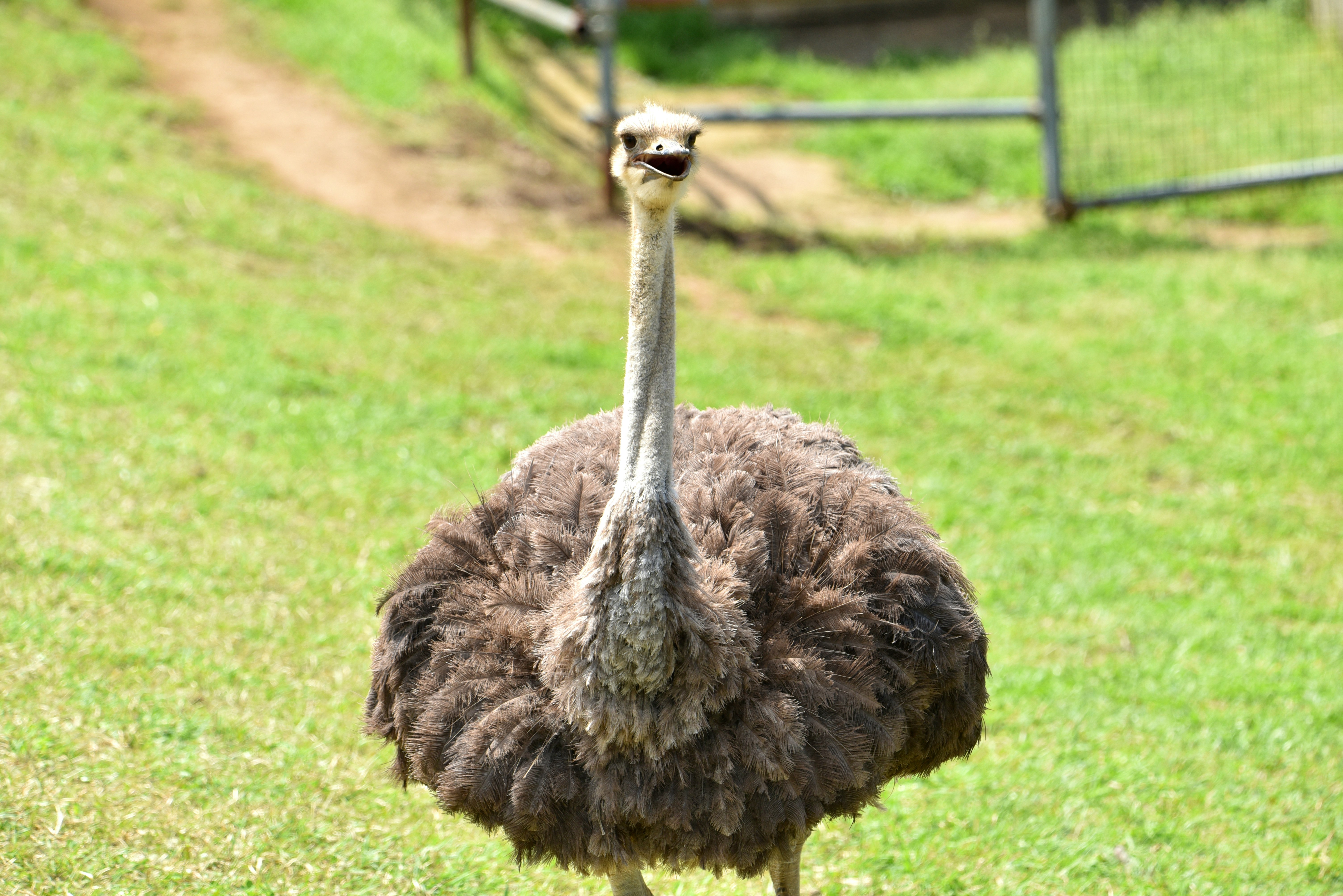 Ostrich head and neck standing on grass
