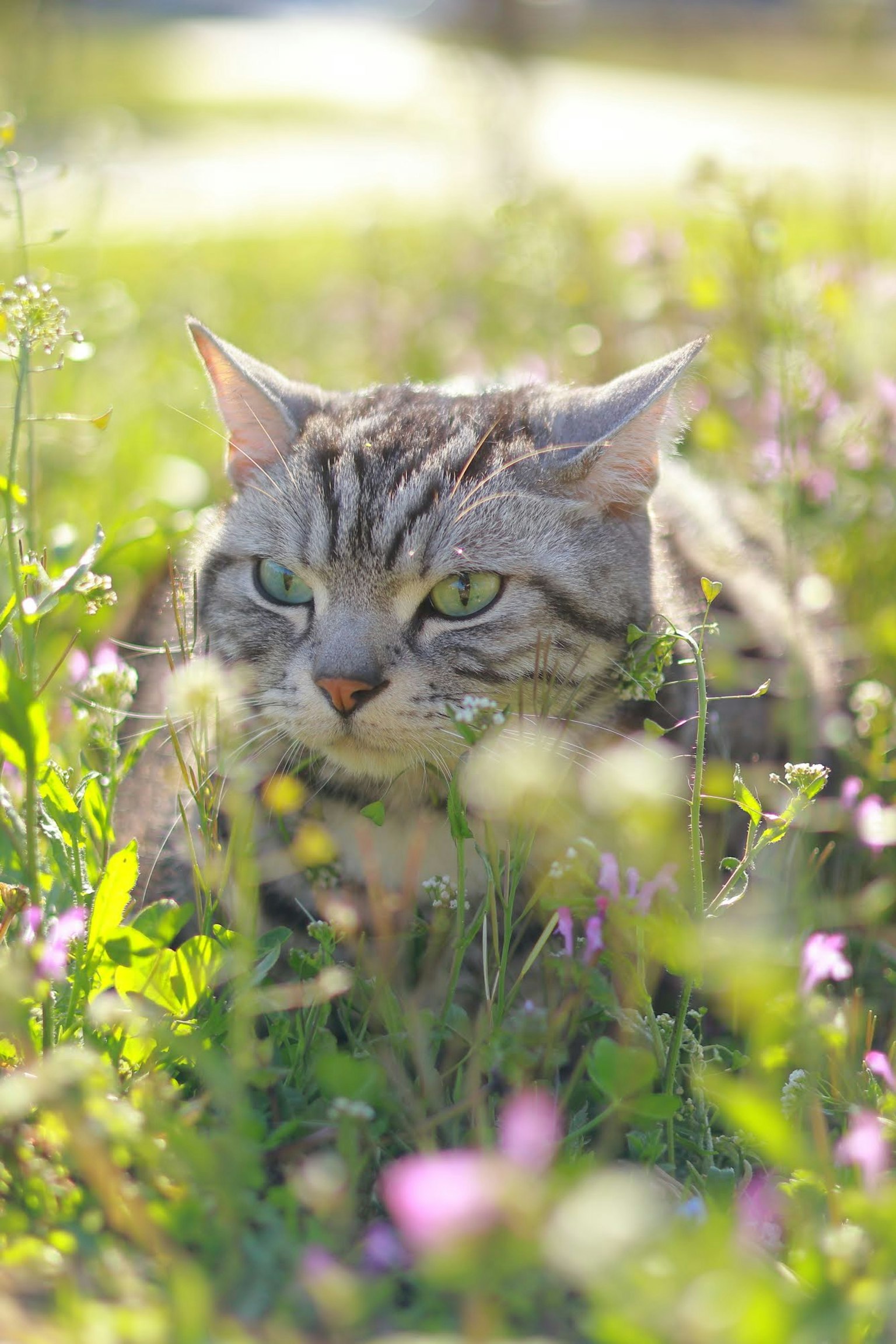 Eine Katze, die im Gras versteckt ist, umgeben von grünen und lila Blumen
