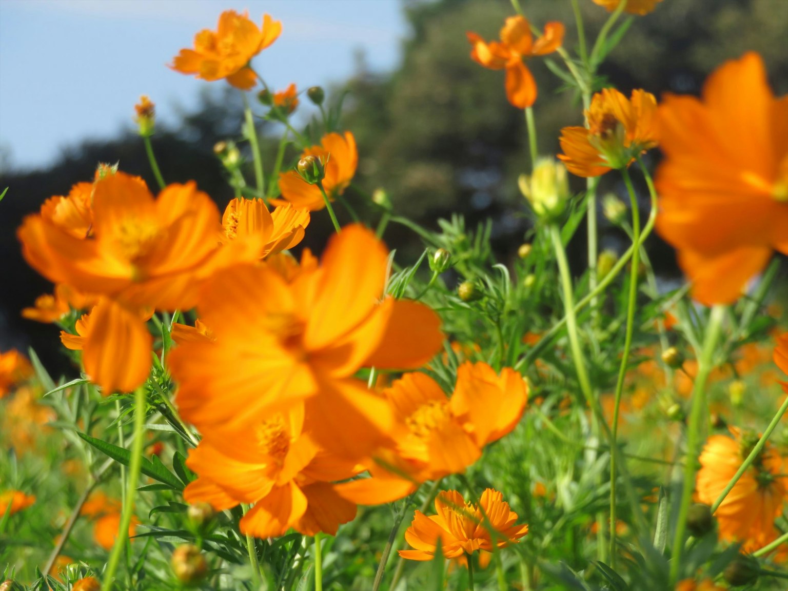 Nahaufnahme eines Feldes mit orangefarbenen Blumen