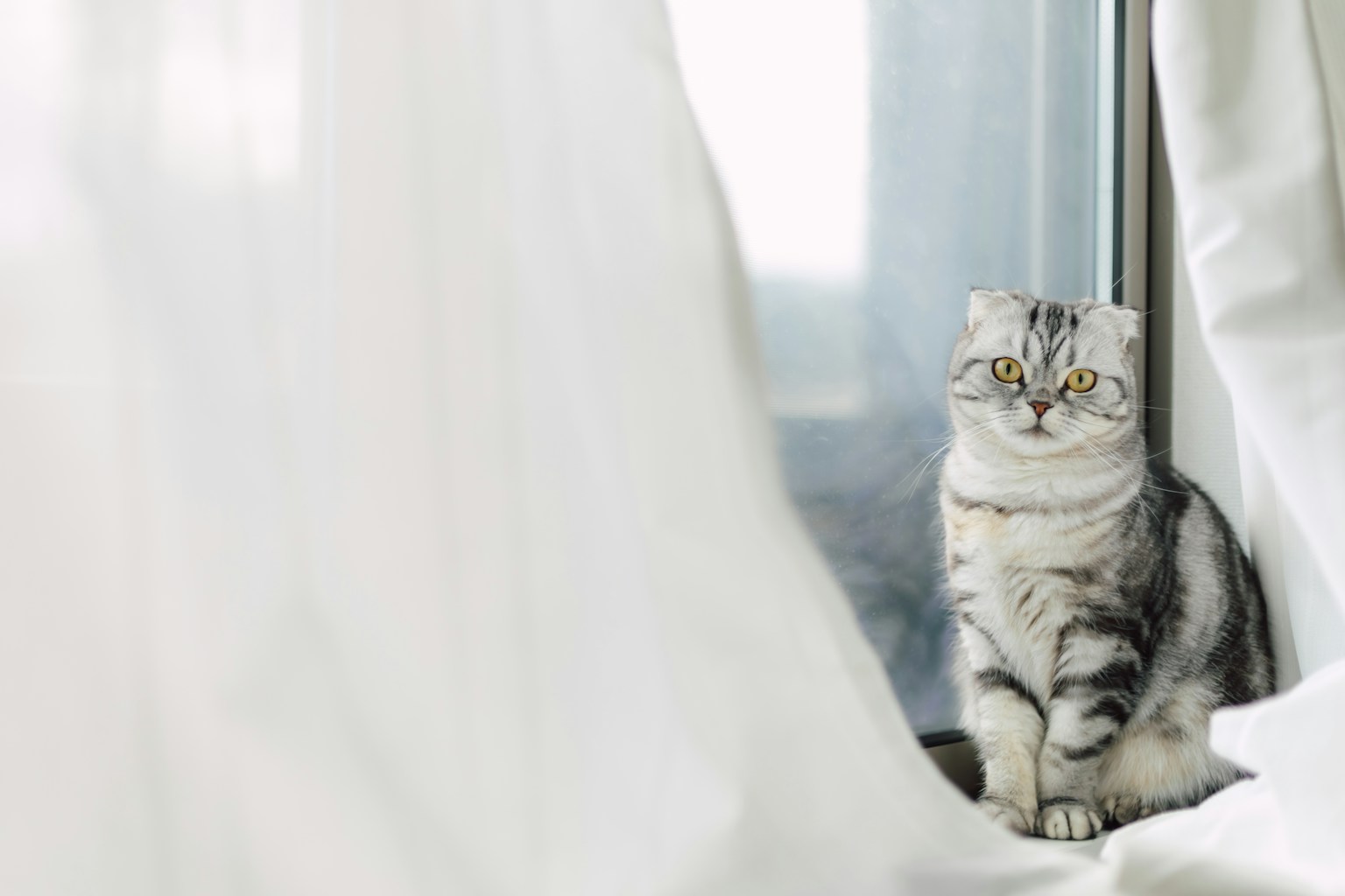 Chat gris assis près des rideaux blancs avec une lumière douce