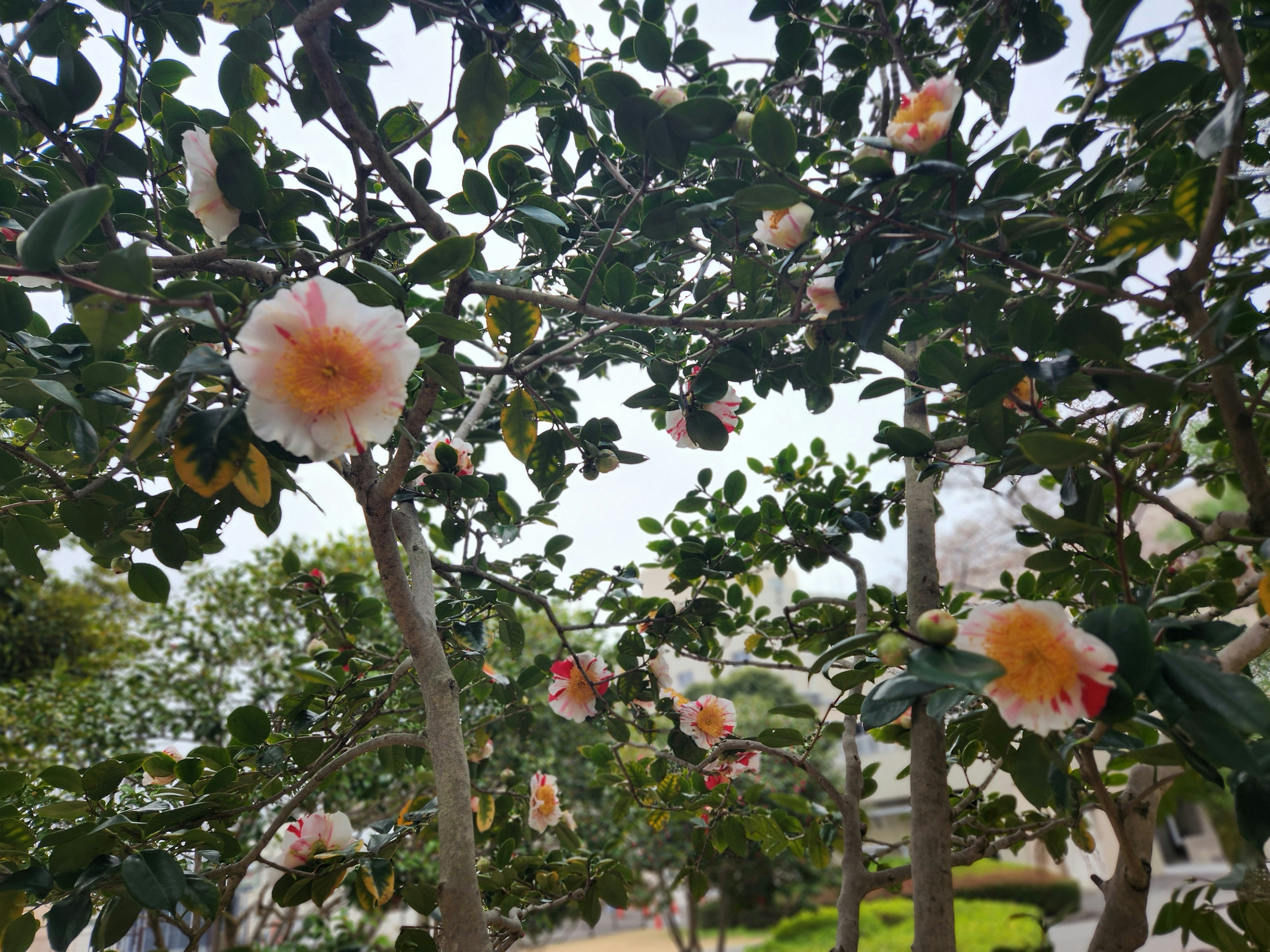 公園の木に咲く白い椿の花