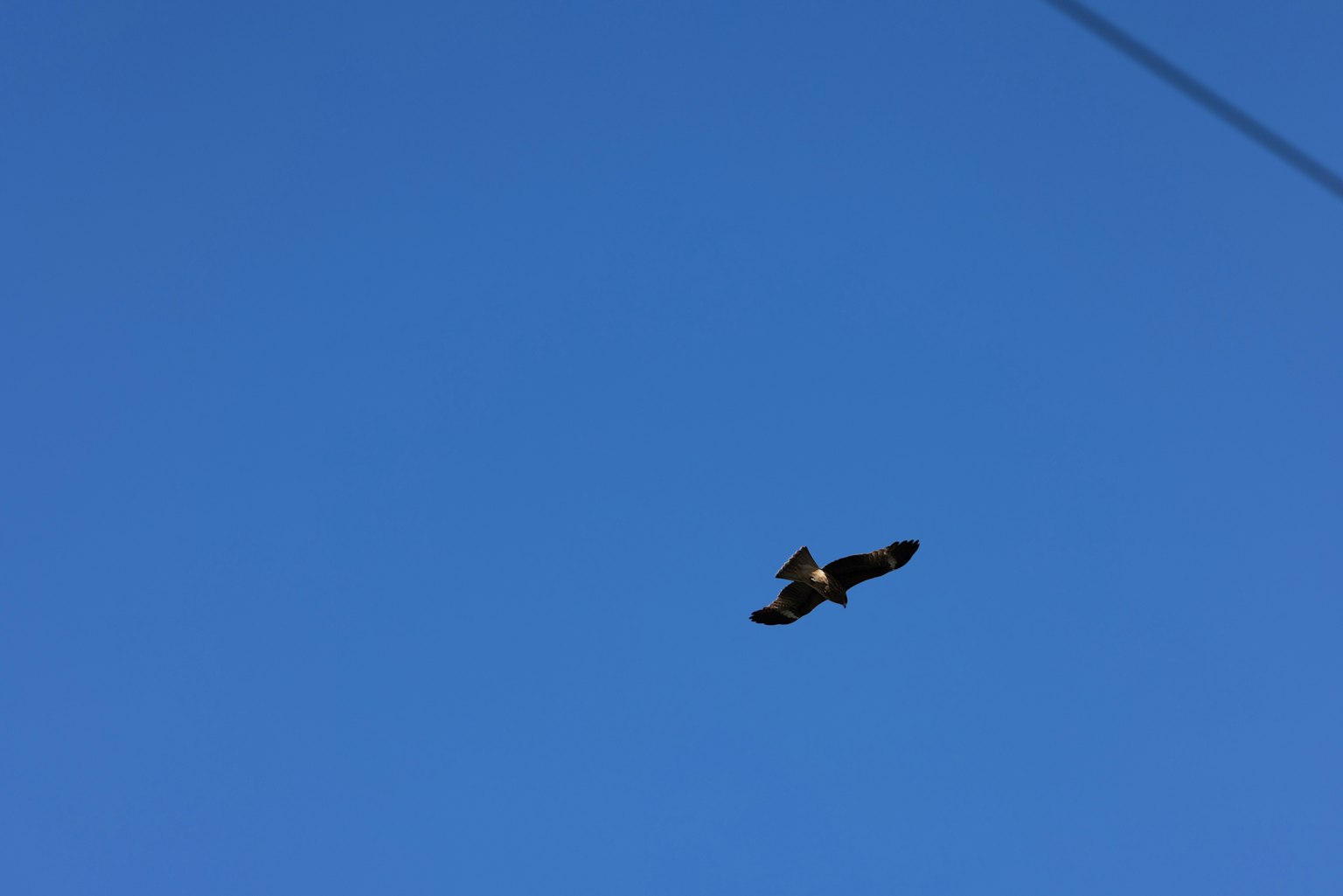 Ein Vogel, der gegen einen klaren blauen Himmel fliegt
