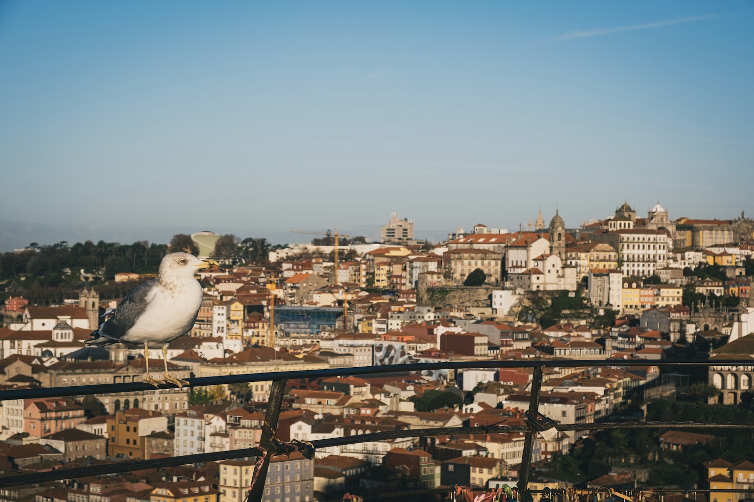 Gros plan d'une mouette avec la ville de Lisbonne en arrière-plan