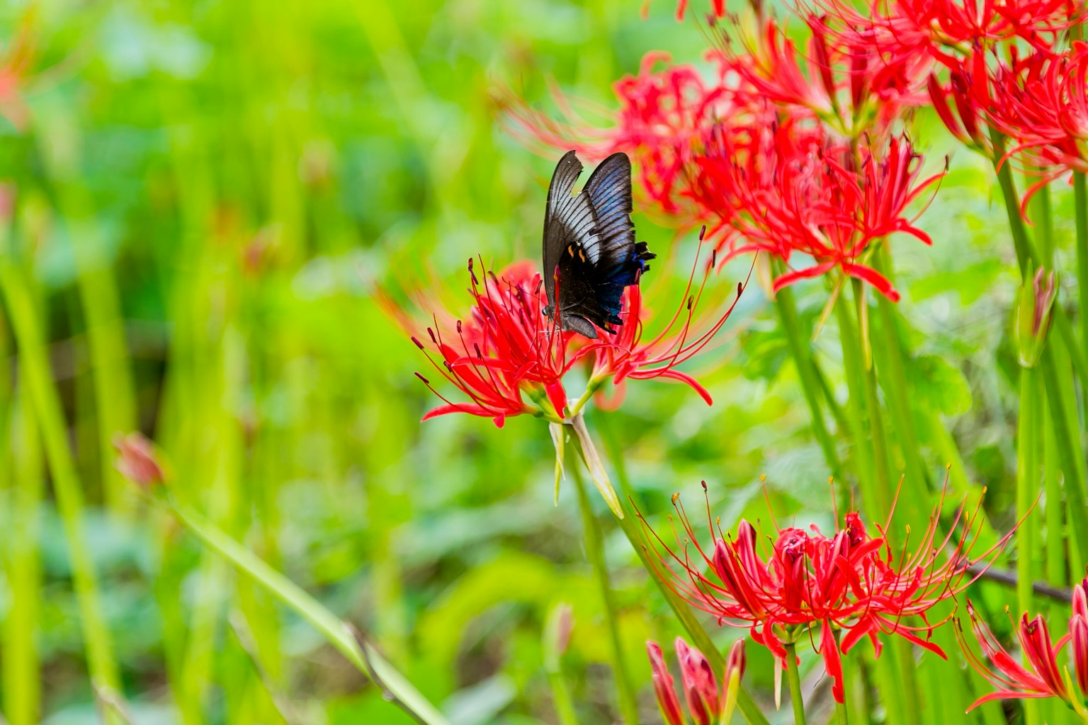 Un papillon noir perché sur des lys araignées rouges dans un champ vert