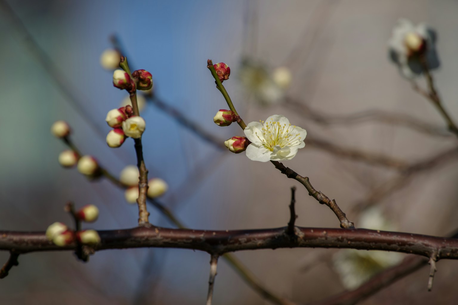Acercamiento de una rama con flores blancas y brotes