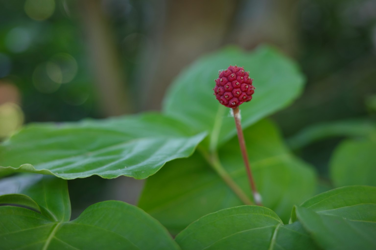 特寫植物，綠色葉子上有紅色圓果實