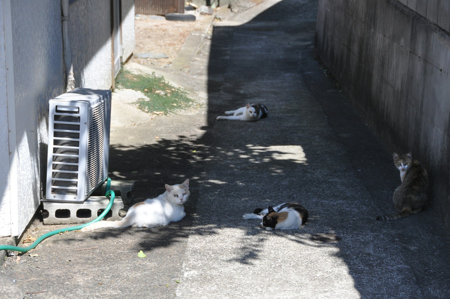Chats se prélassant dans une ruelle à côté d'un climatiseur y compris un chat blanc et plusieurs autres