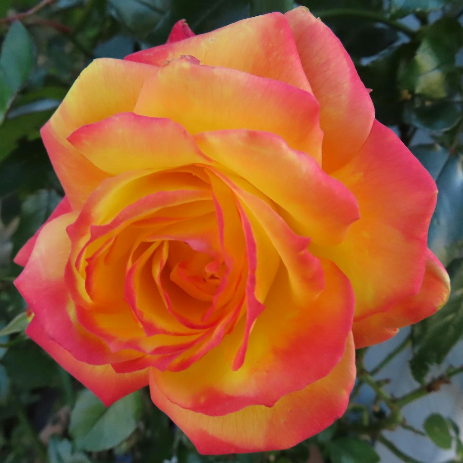 Fiore di rosa arancione e giallo vibrante