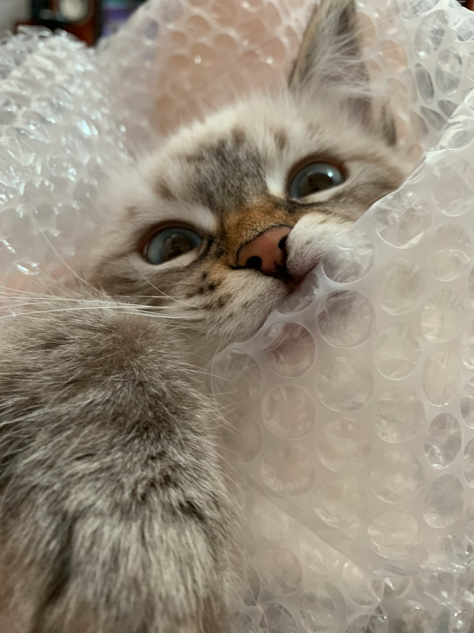 泡泡包装包裹着的小猫脸部特写