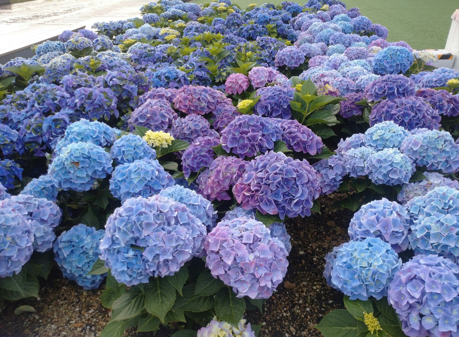 การแสดงดอกไฮเดรนเยียที่มีสีสันสดใสในเฉดสีฟ้าและม่วง