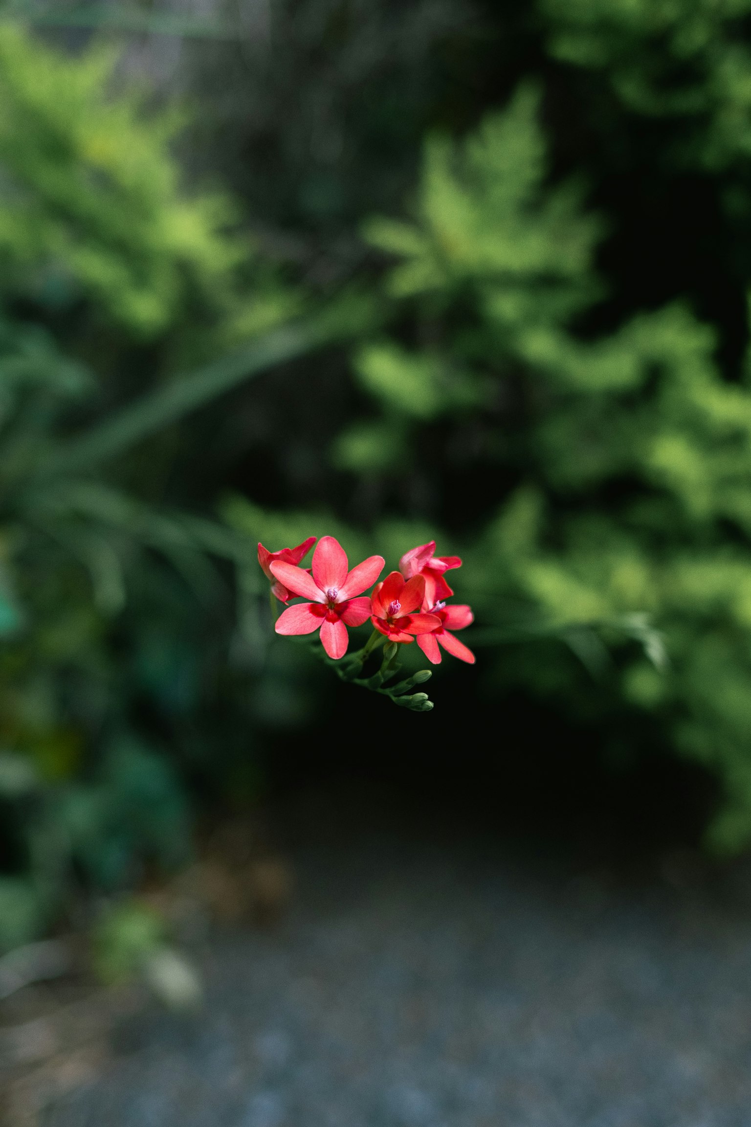 A vibrant red flower blooming against a green background