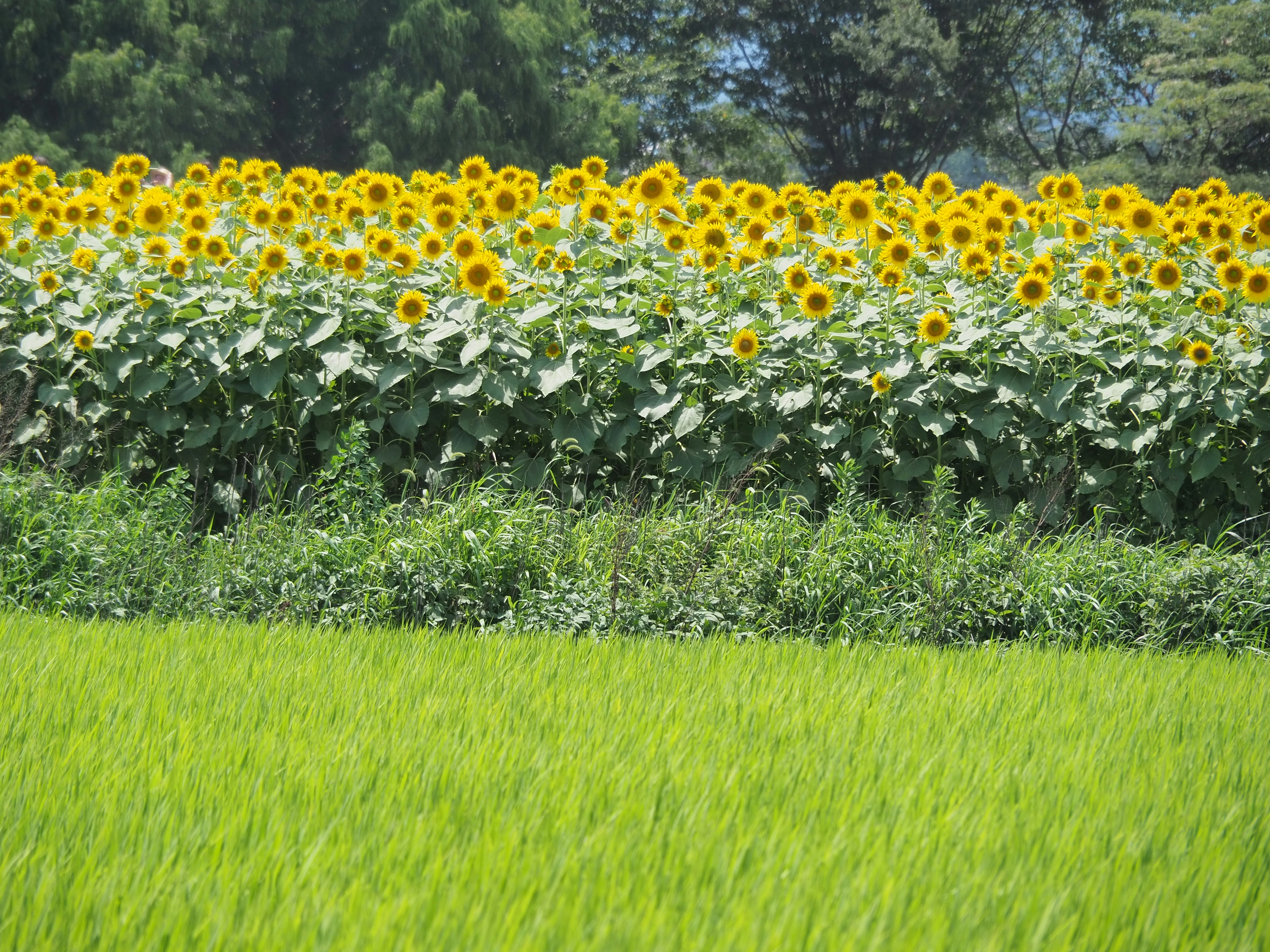 campo di girasoli con erba verde in primo piano