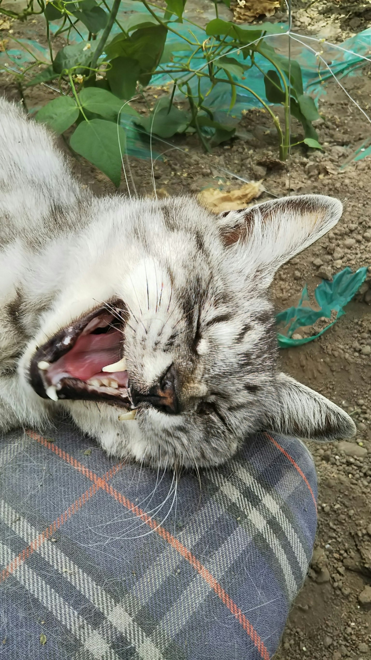 灰色猫在有图案的垫子上打哈欠