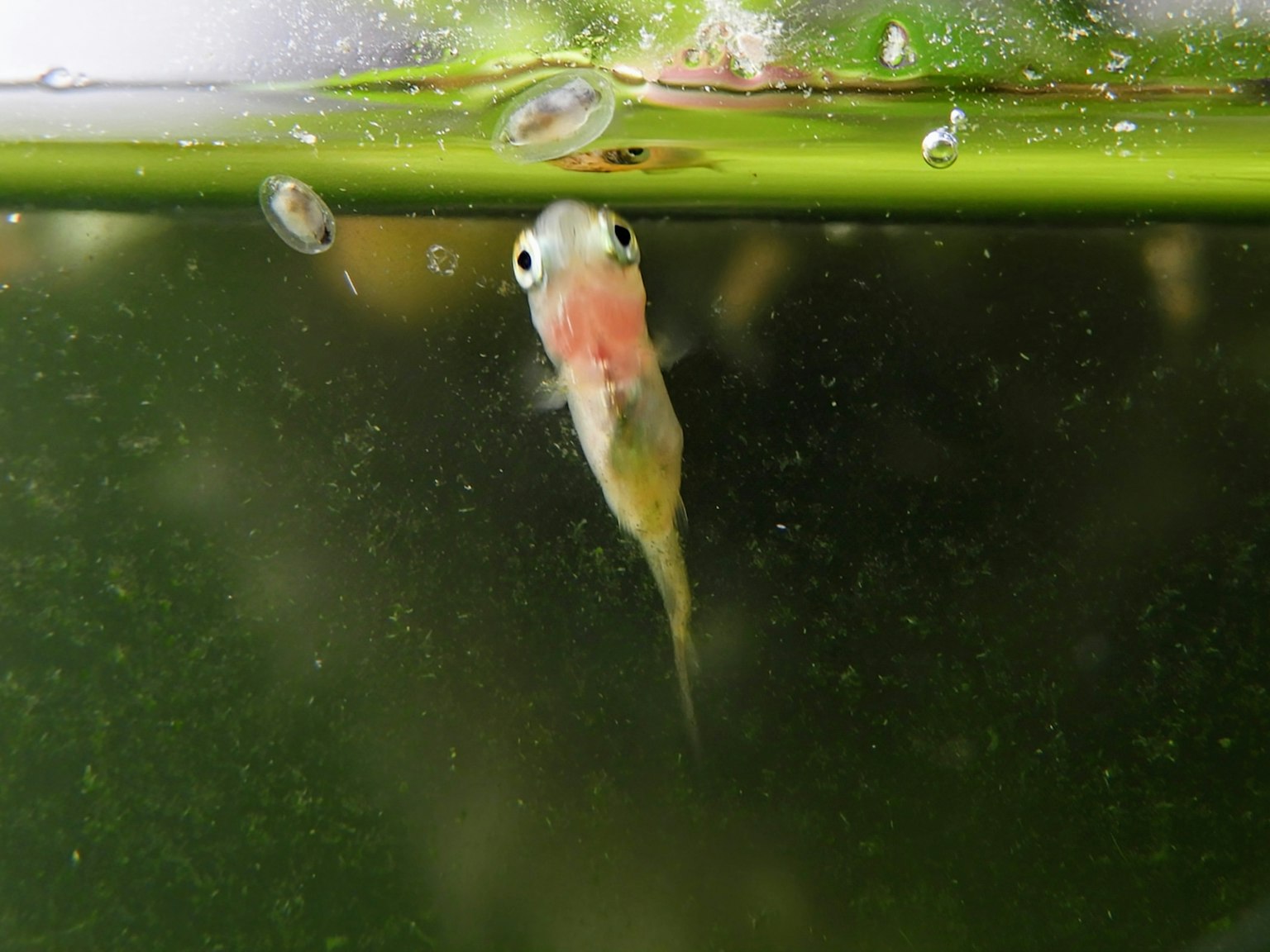 水中漂浮的小魚幼體 可見水草和氣泡