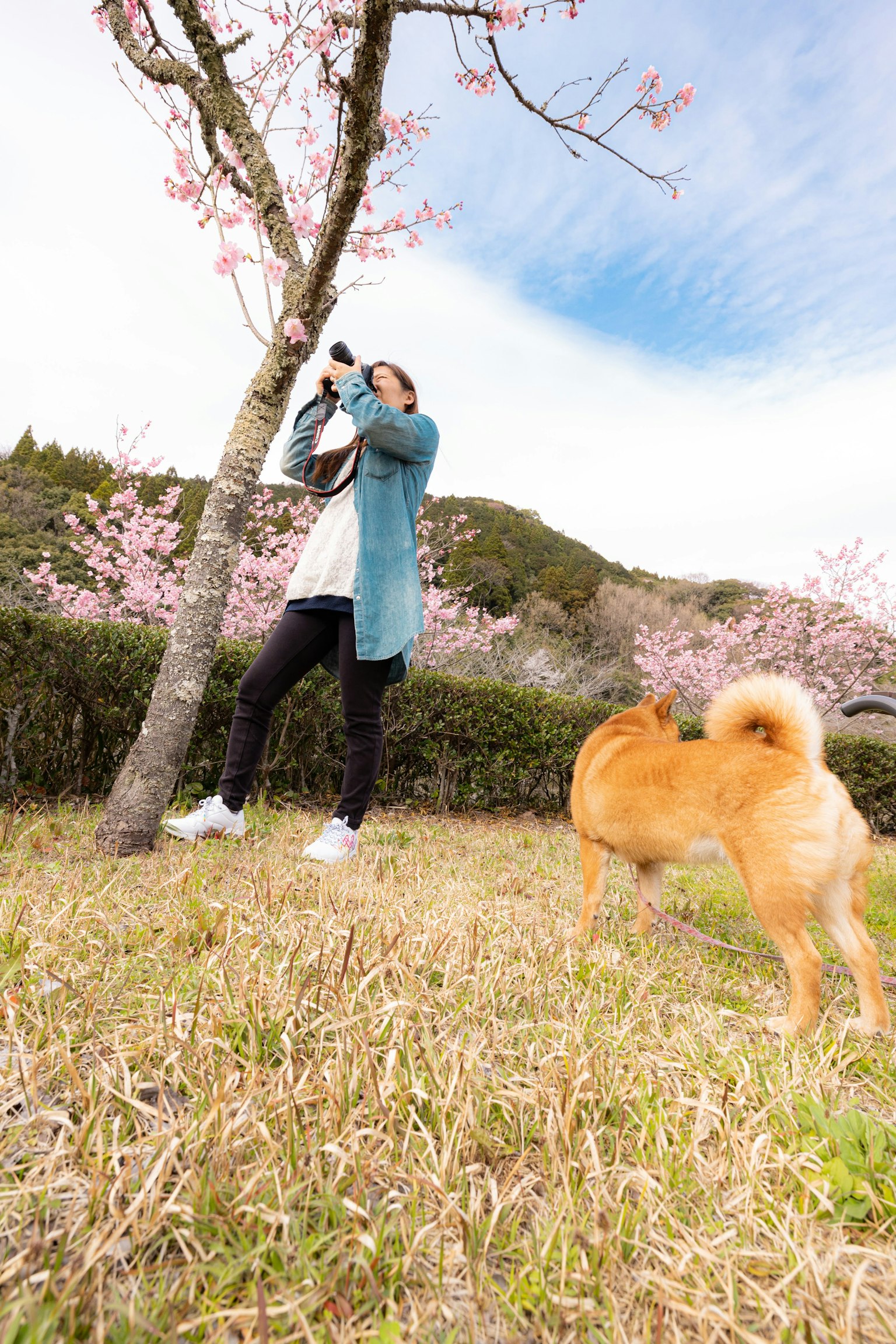 在櫻花樹旁拍照的女人和附近的狗