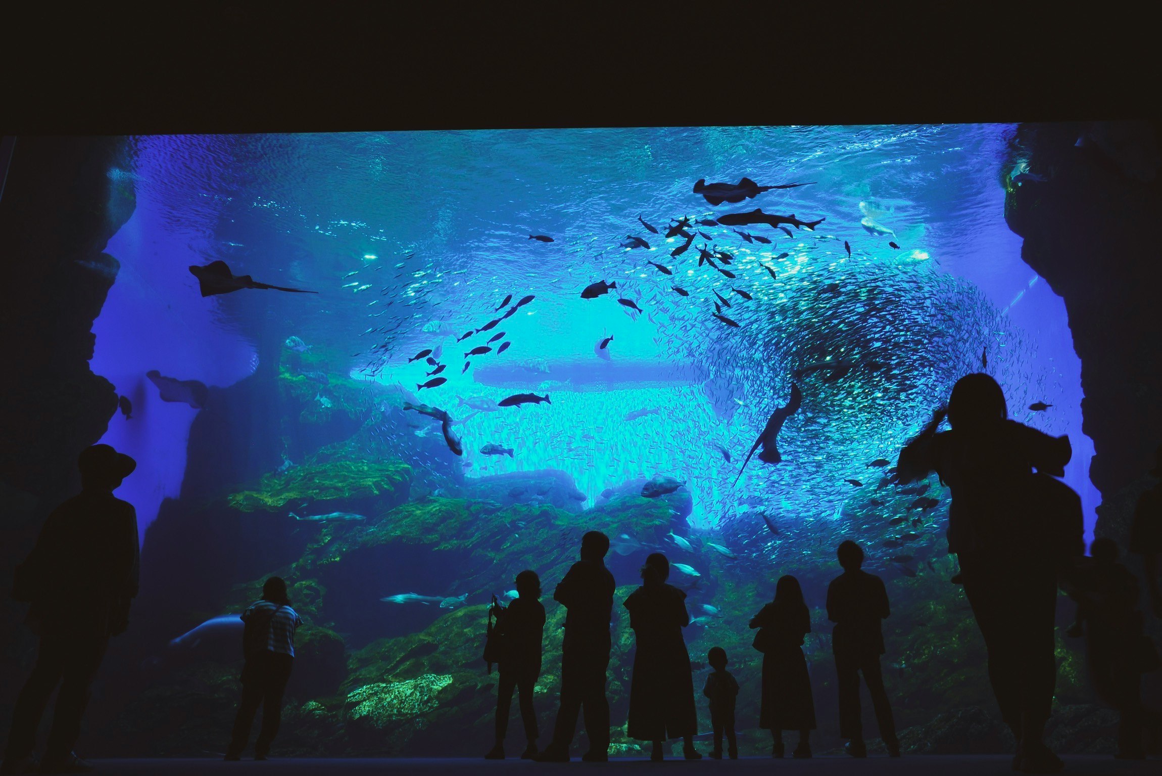 水槽の前に立つ人々と青く照らされた魚の群れのある水中景観