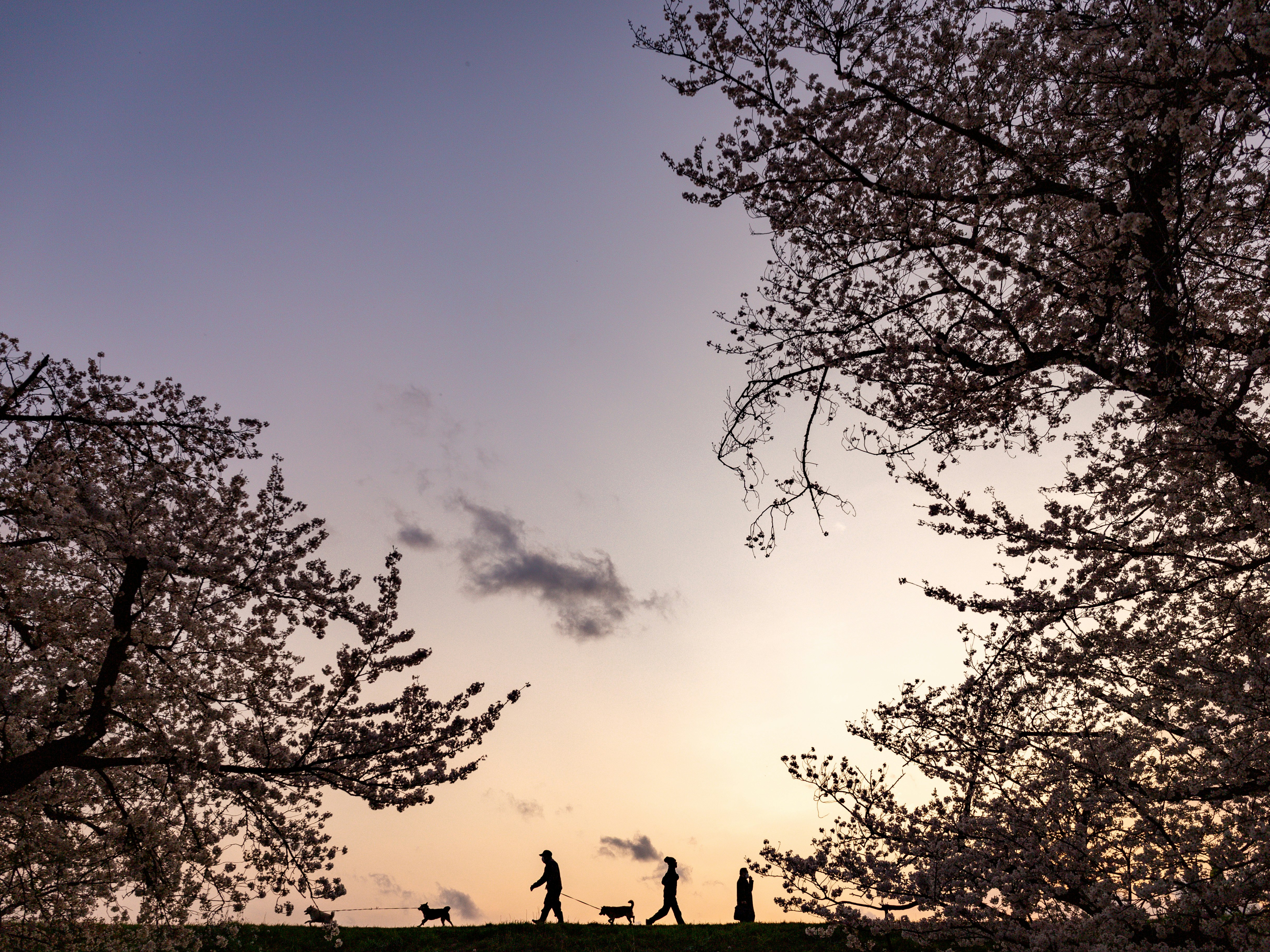 桜の並木の下を歩く人々と夕暮れの空