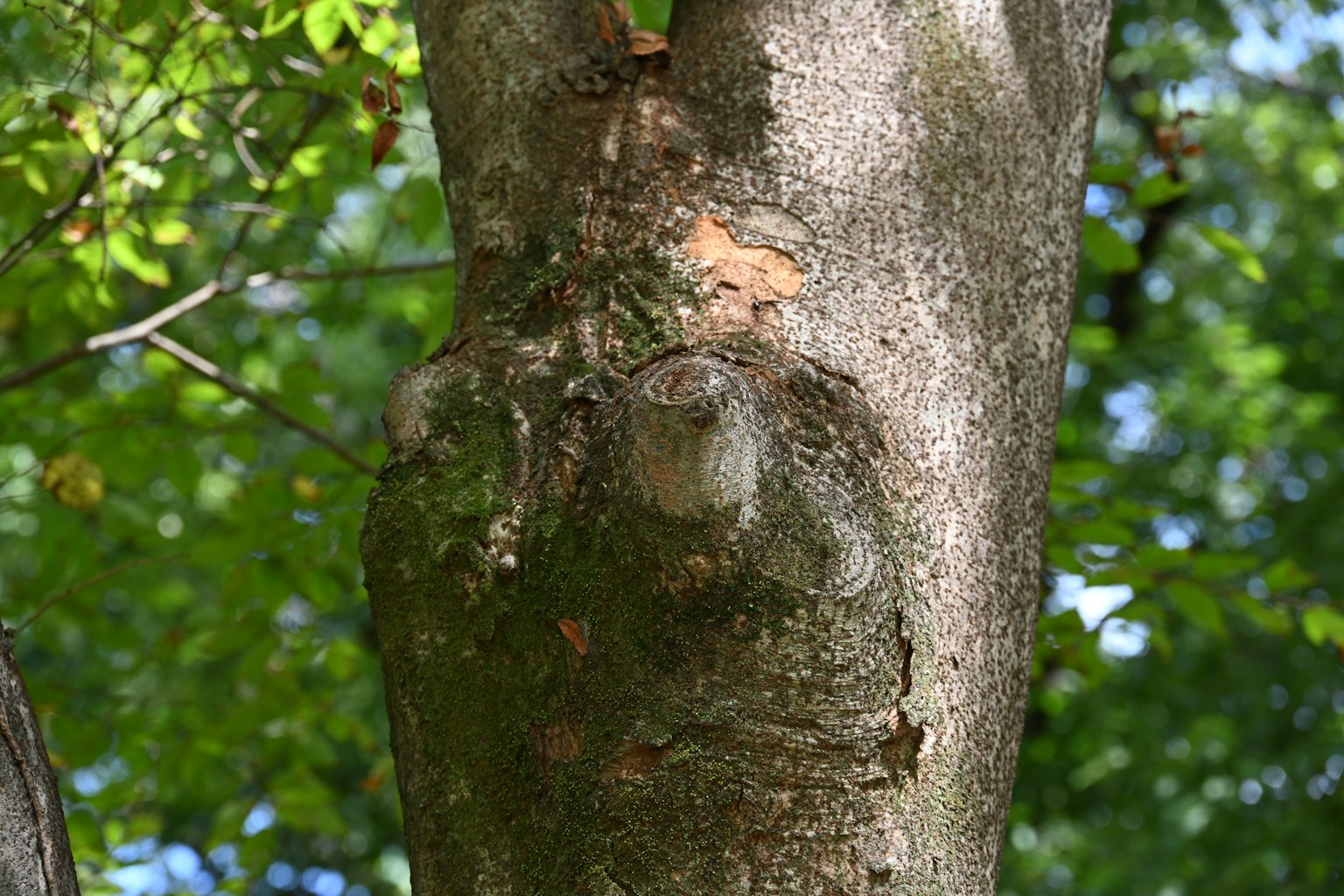 Tronco de árbol con un patrón parecido a una cara sobre fondo verde