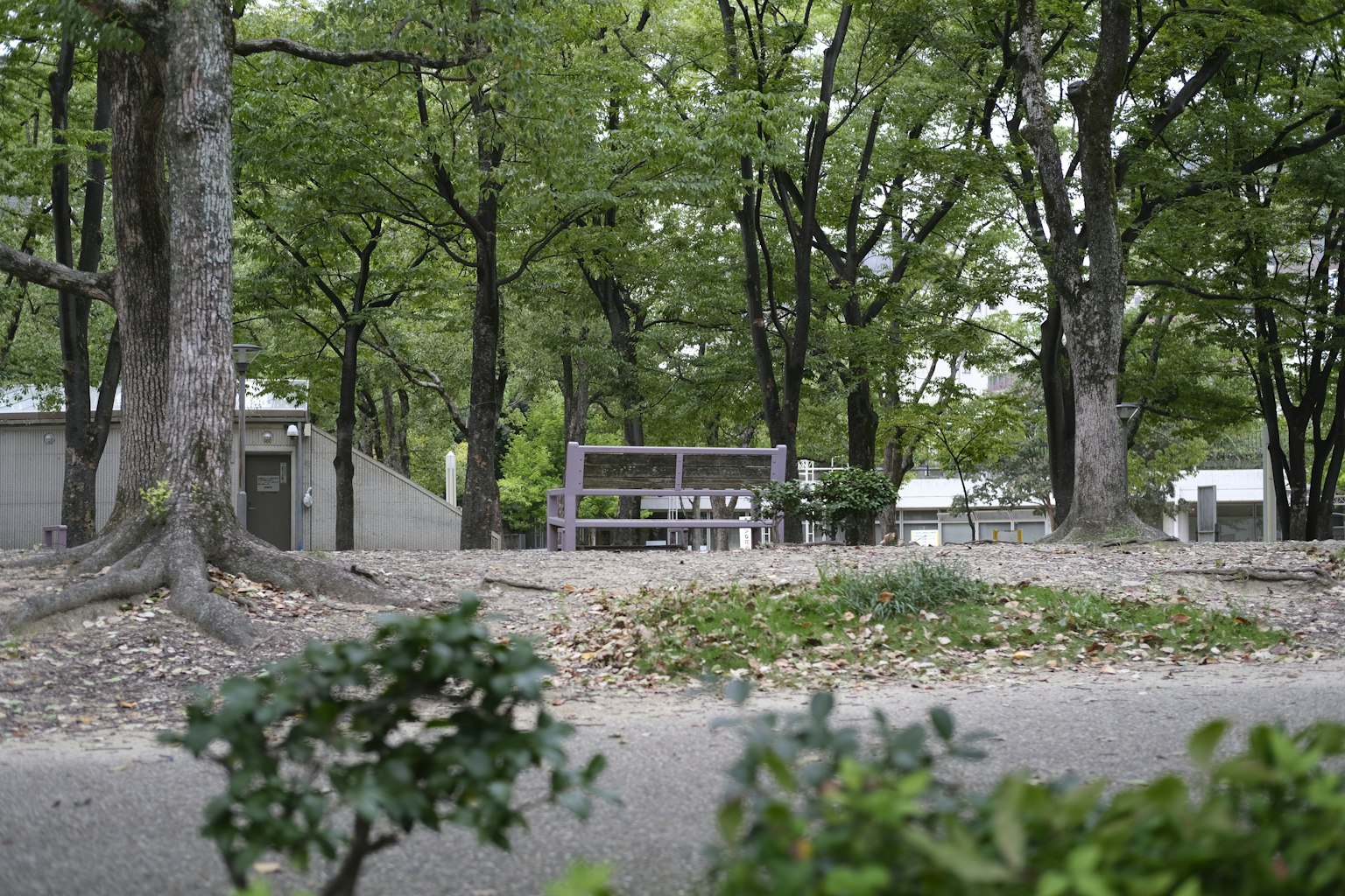 ทิวทัศน์สวนที่เขียวชอุ่ม มีม้านั่งและต้นไม้