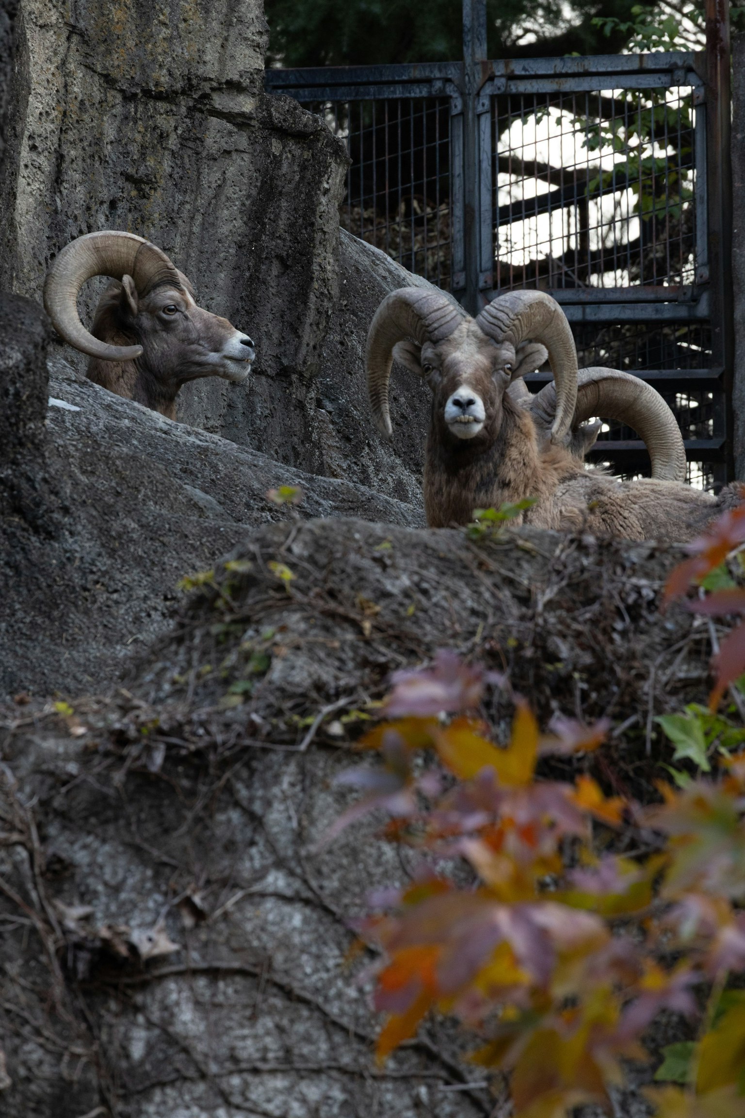 Deux moutons à grandes cornes sur un rocher entouré de feuillage d'automne