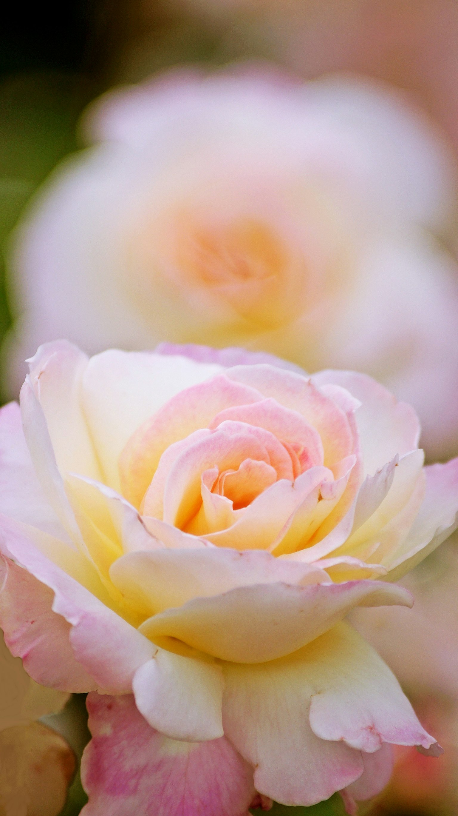 Rosa morbida rosa e gialla a fuoco con rose sfocate sullo sfondo