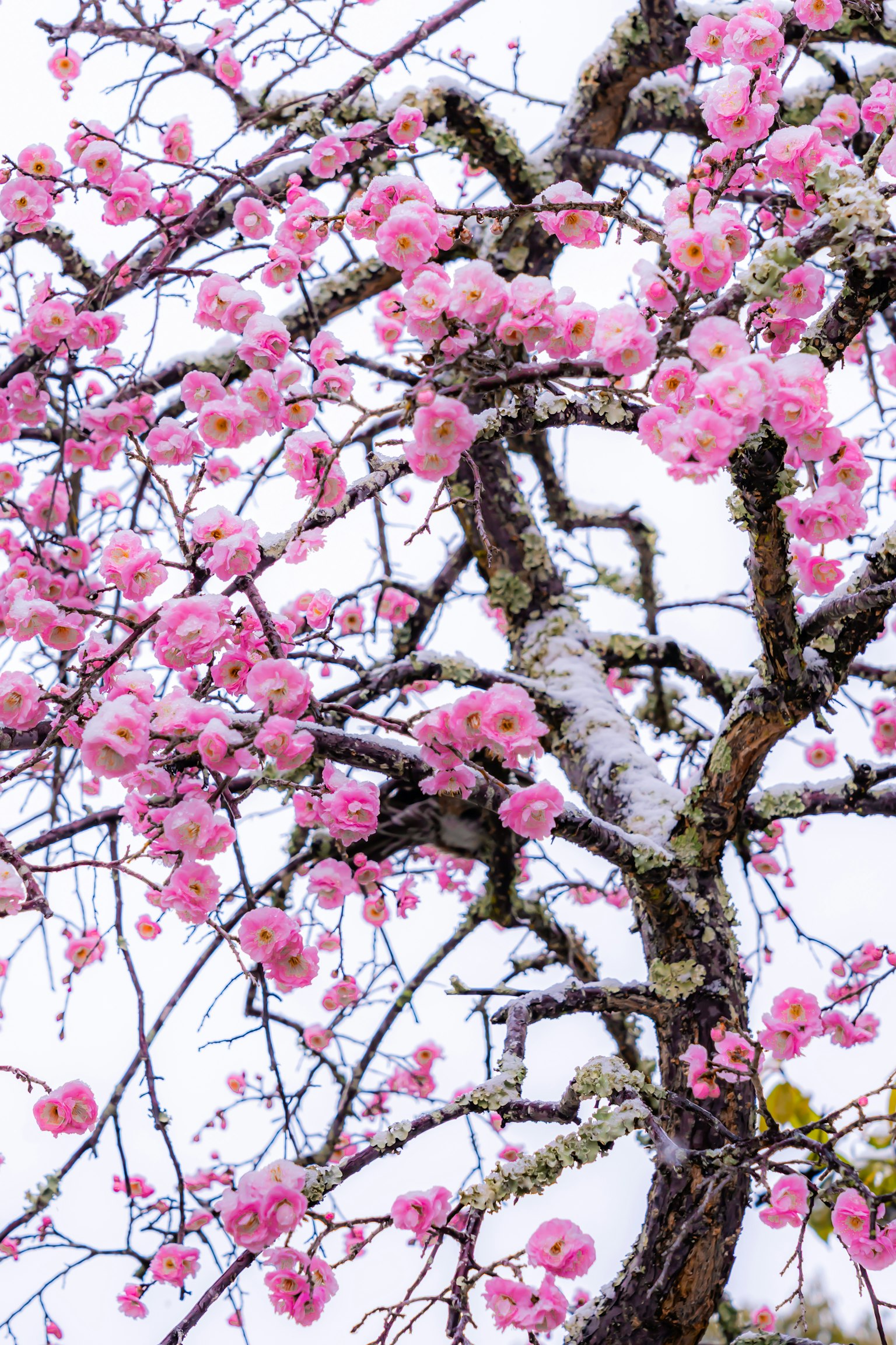 Primo piano di un ramo d'albero con fiori di ciliegio rosa in fiore