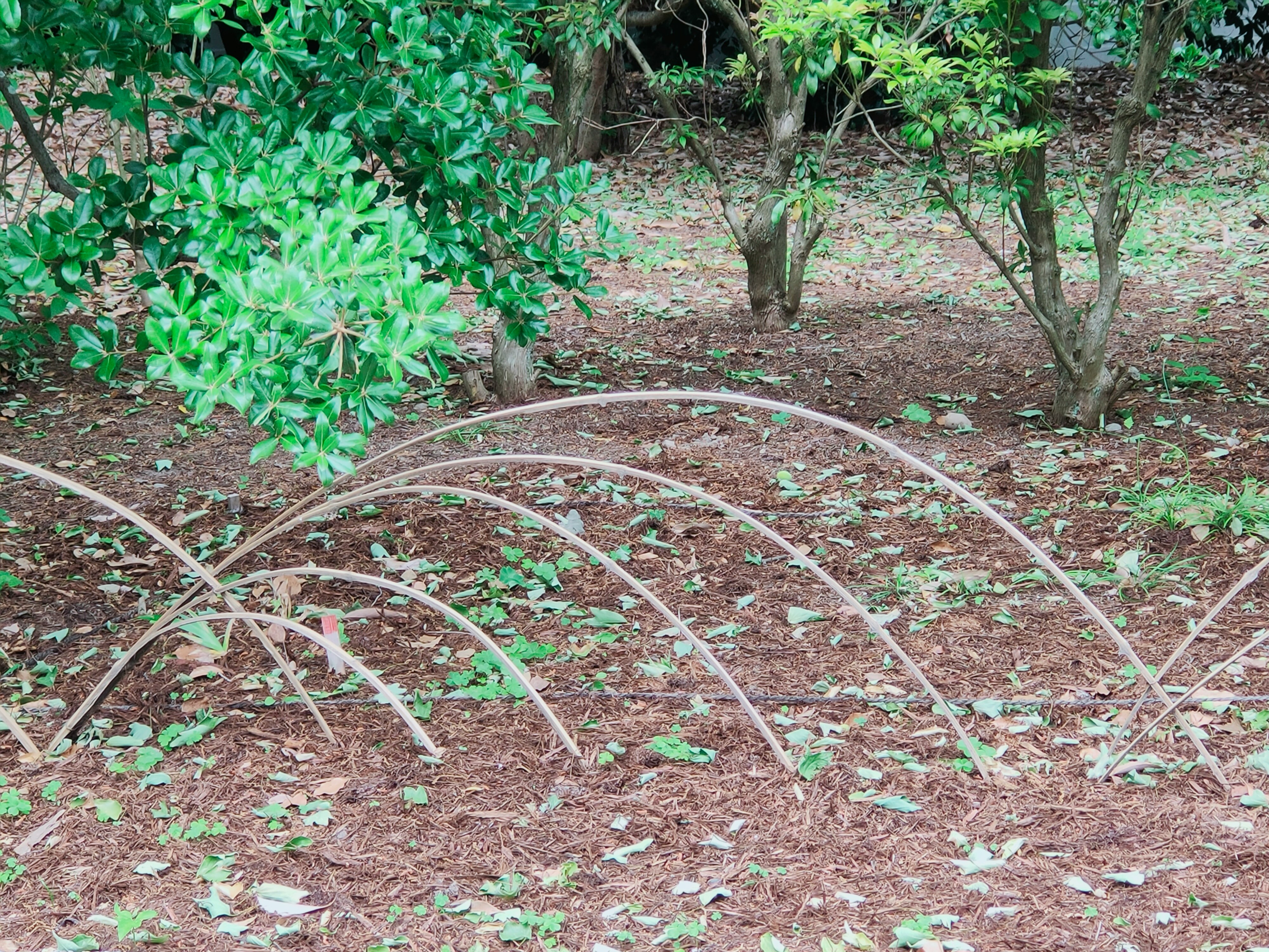 plate-bande en bambou avec plantation au sol