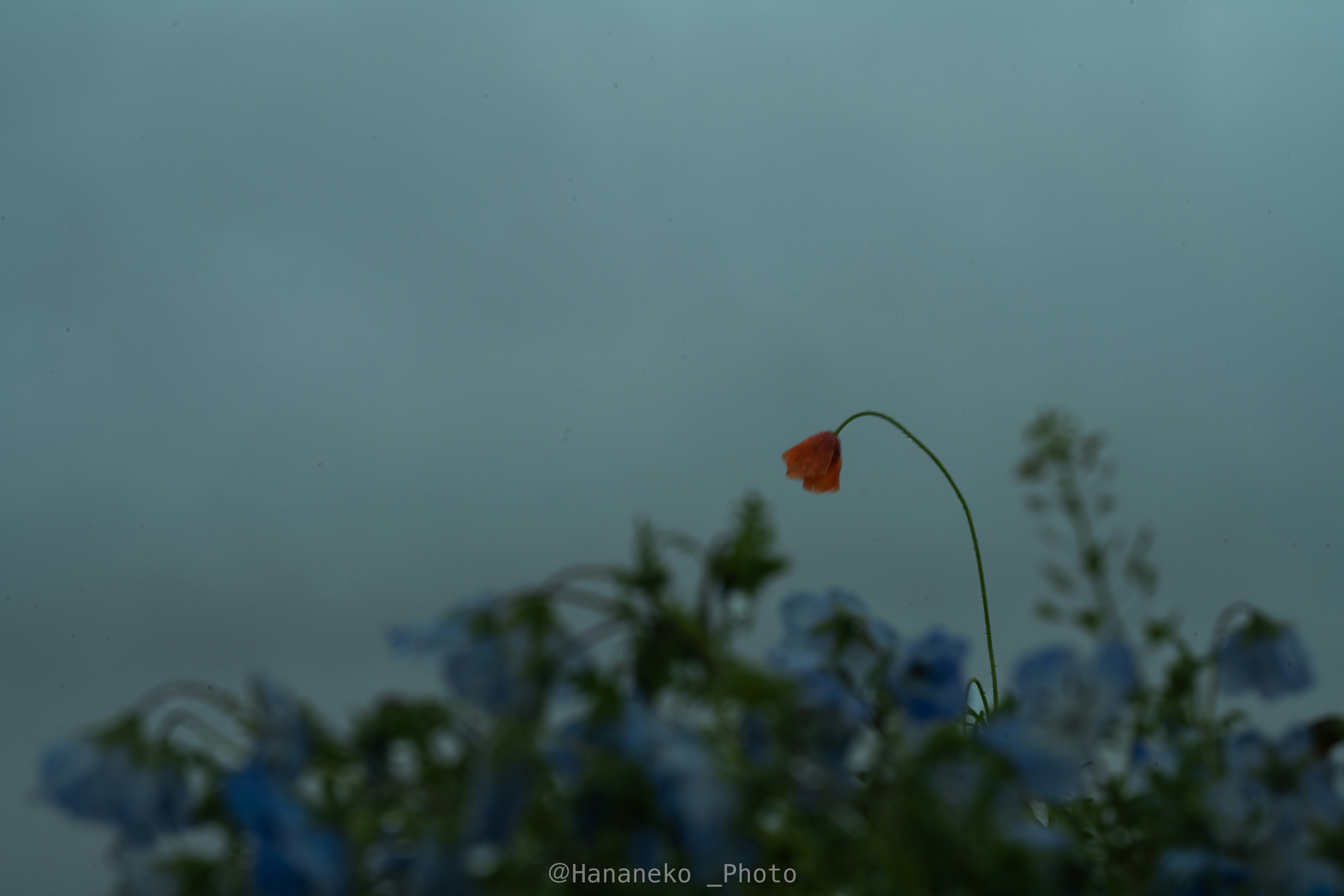 曇天の空を背景にした花と草花