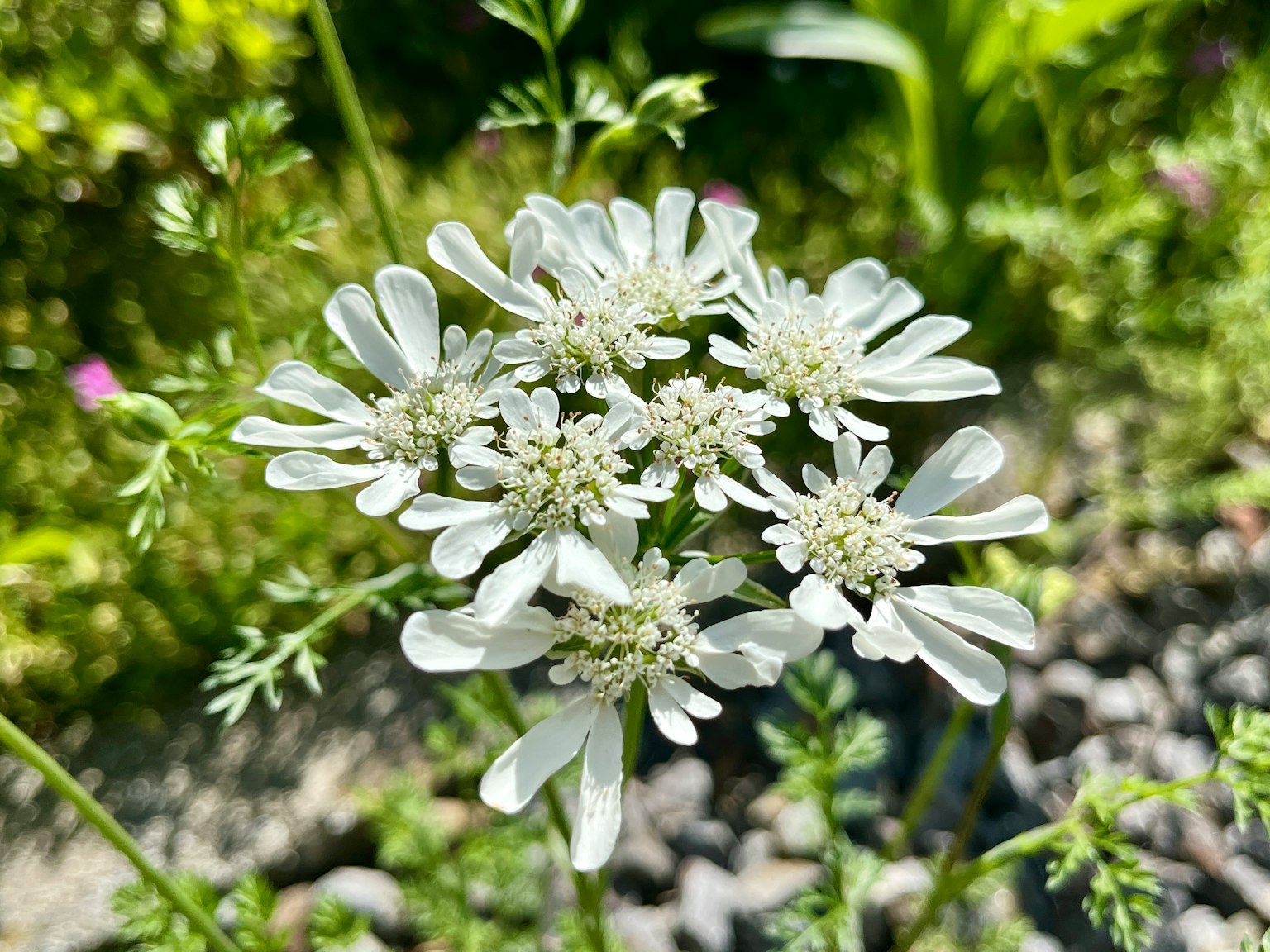 Bündel zarter weißer Blumen mit grünem Laub