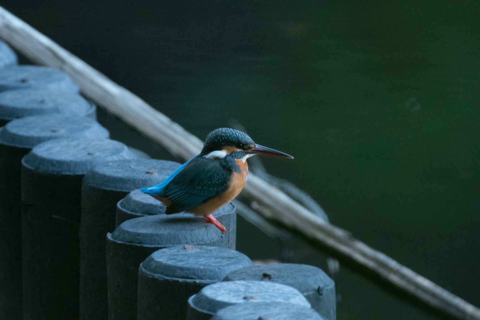 Un hermoso martinete posado sobre un poste de madera junto al agua