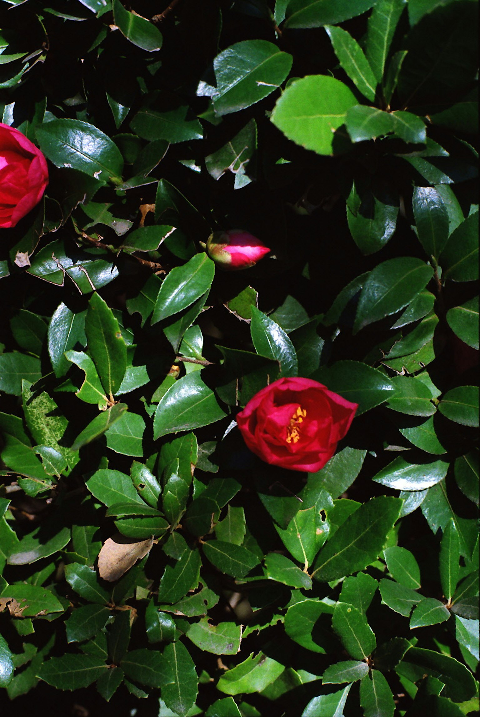 Red flowers blooming among lush green leaves