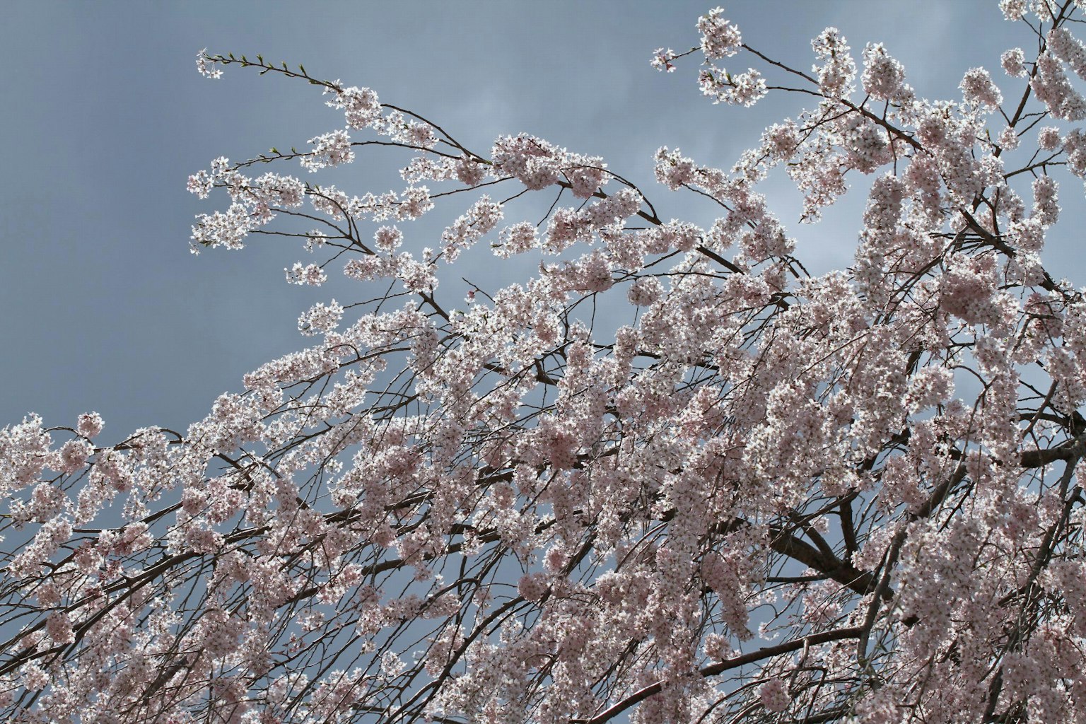 Fleurs de cerisier roses délicates contre un ciel bleu