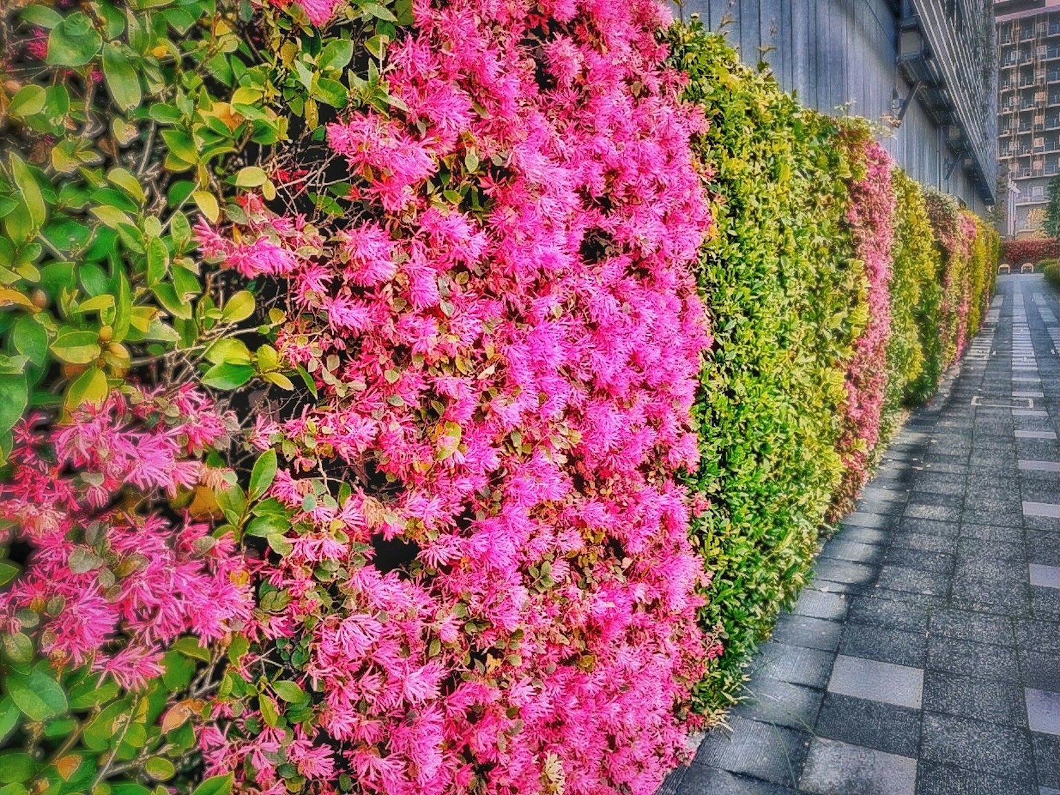 ดอกไม้สีชมพูสดใสบนรั้วที่ตัดกับใบไม้สีเขียวอันอุดมสมบูรณ์