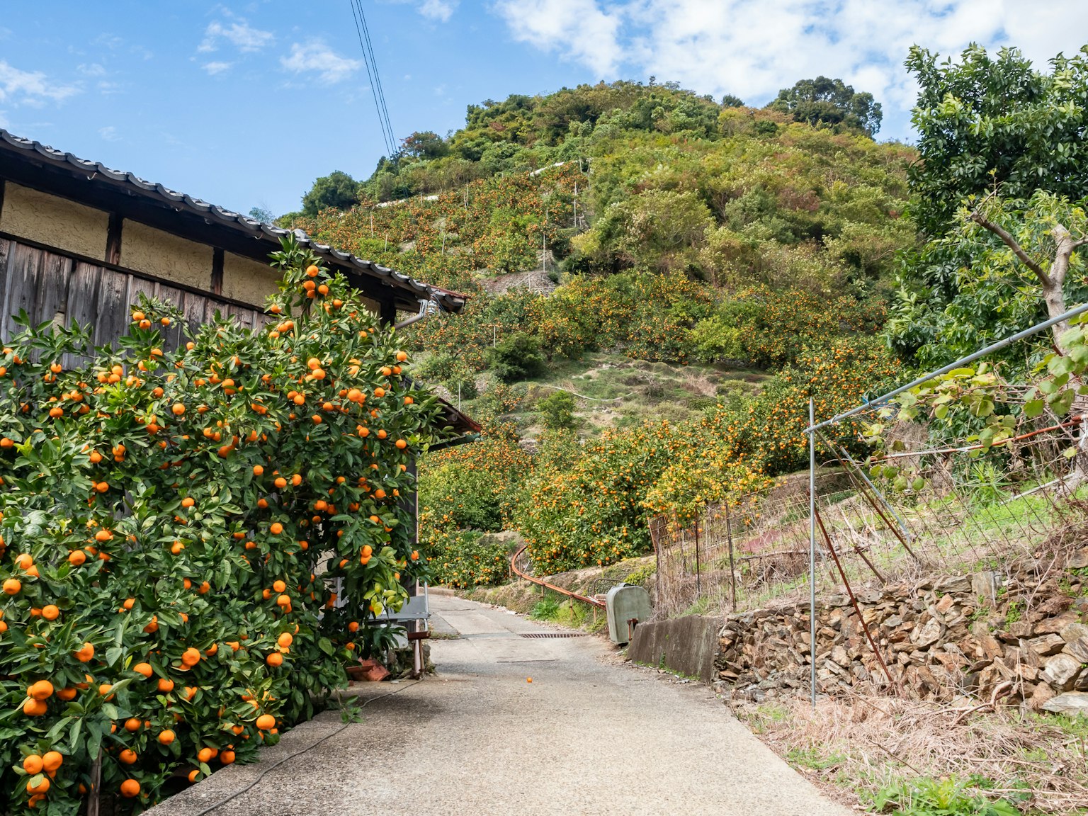 Sendero bordeado de naranjos que lleva a una colina
