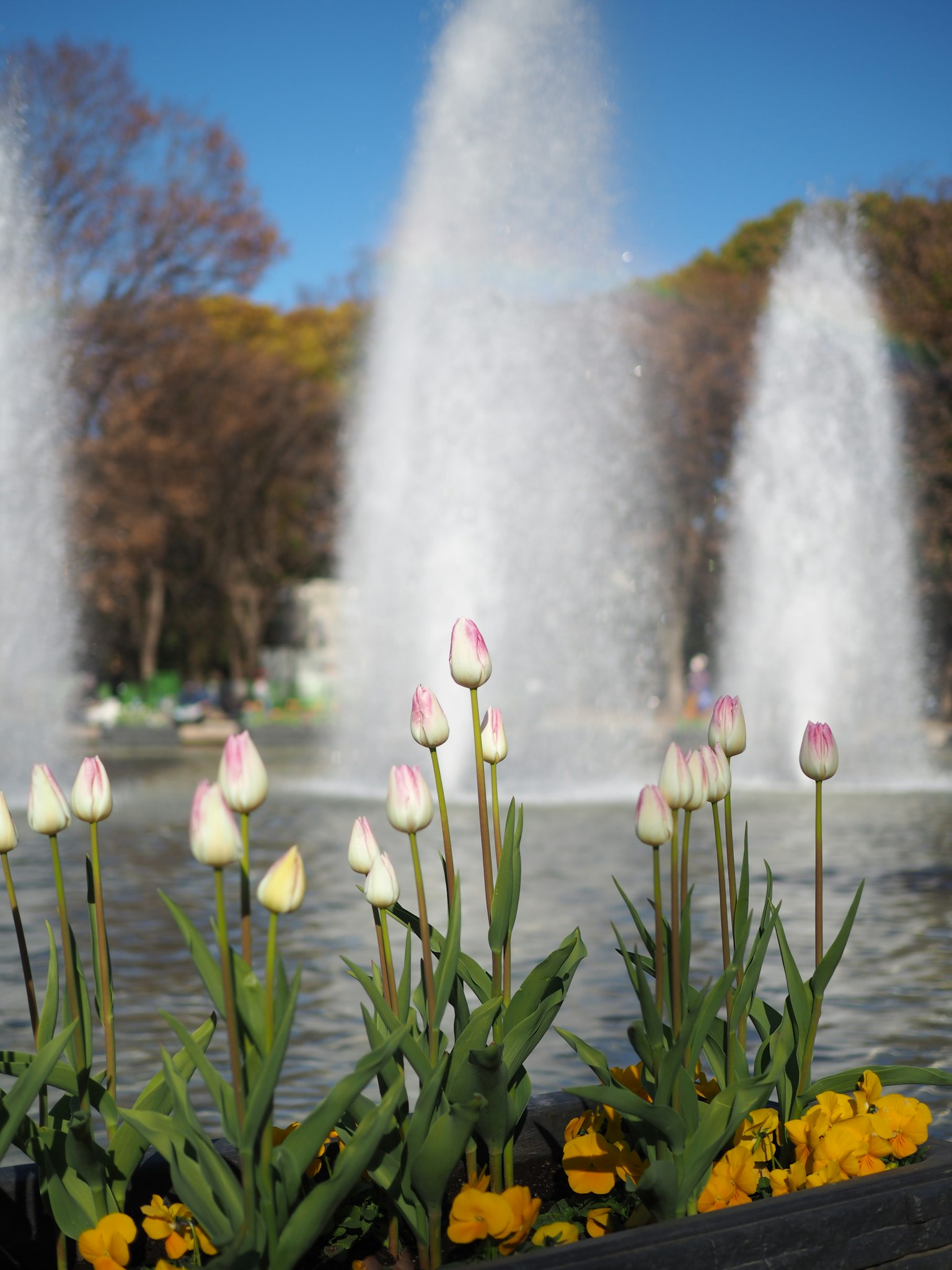 公園噴泉前的美麗鬱金香
