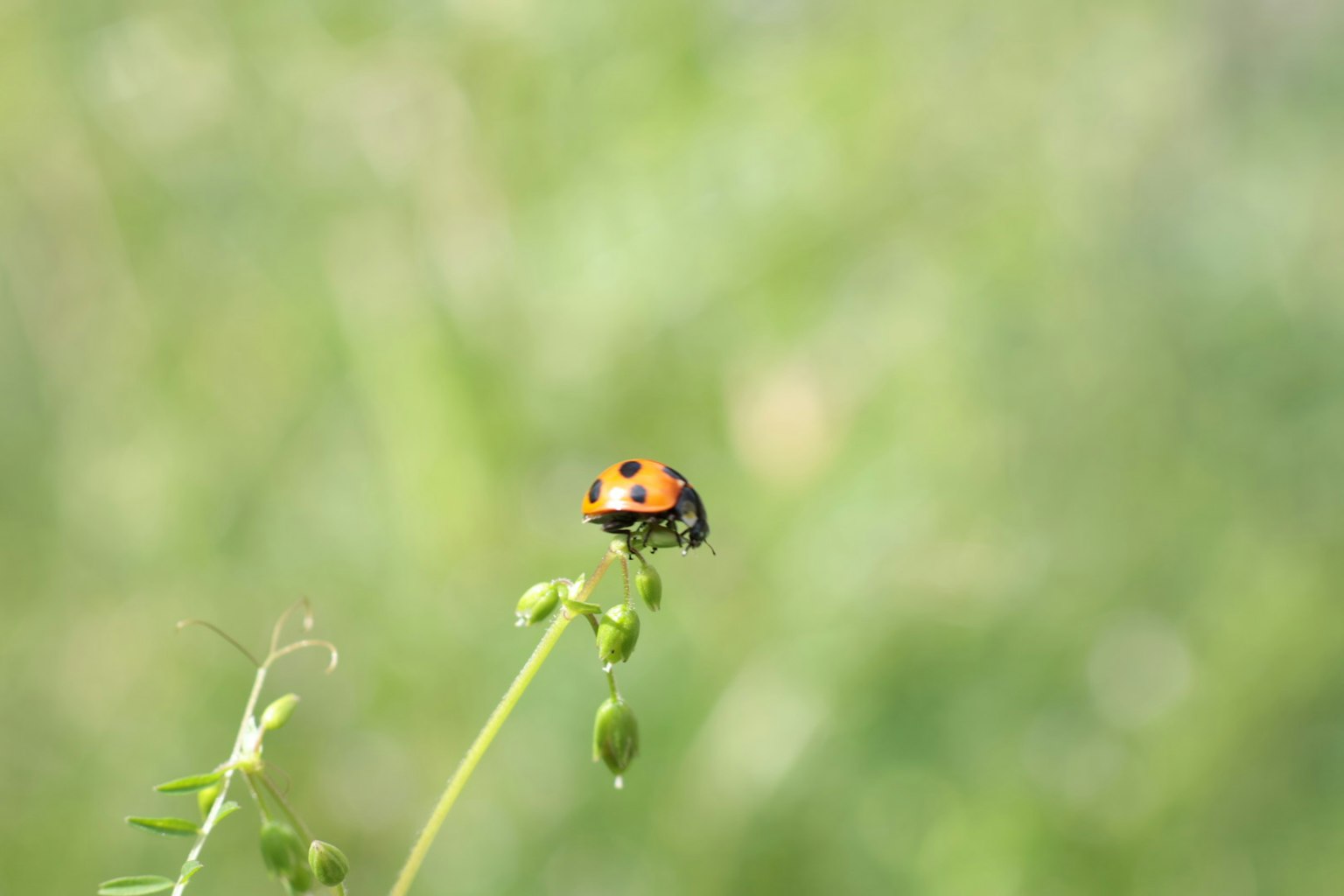 Ladybug perched on a plant against a soft green background