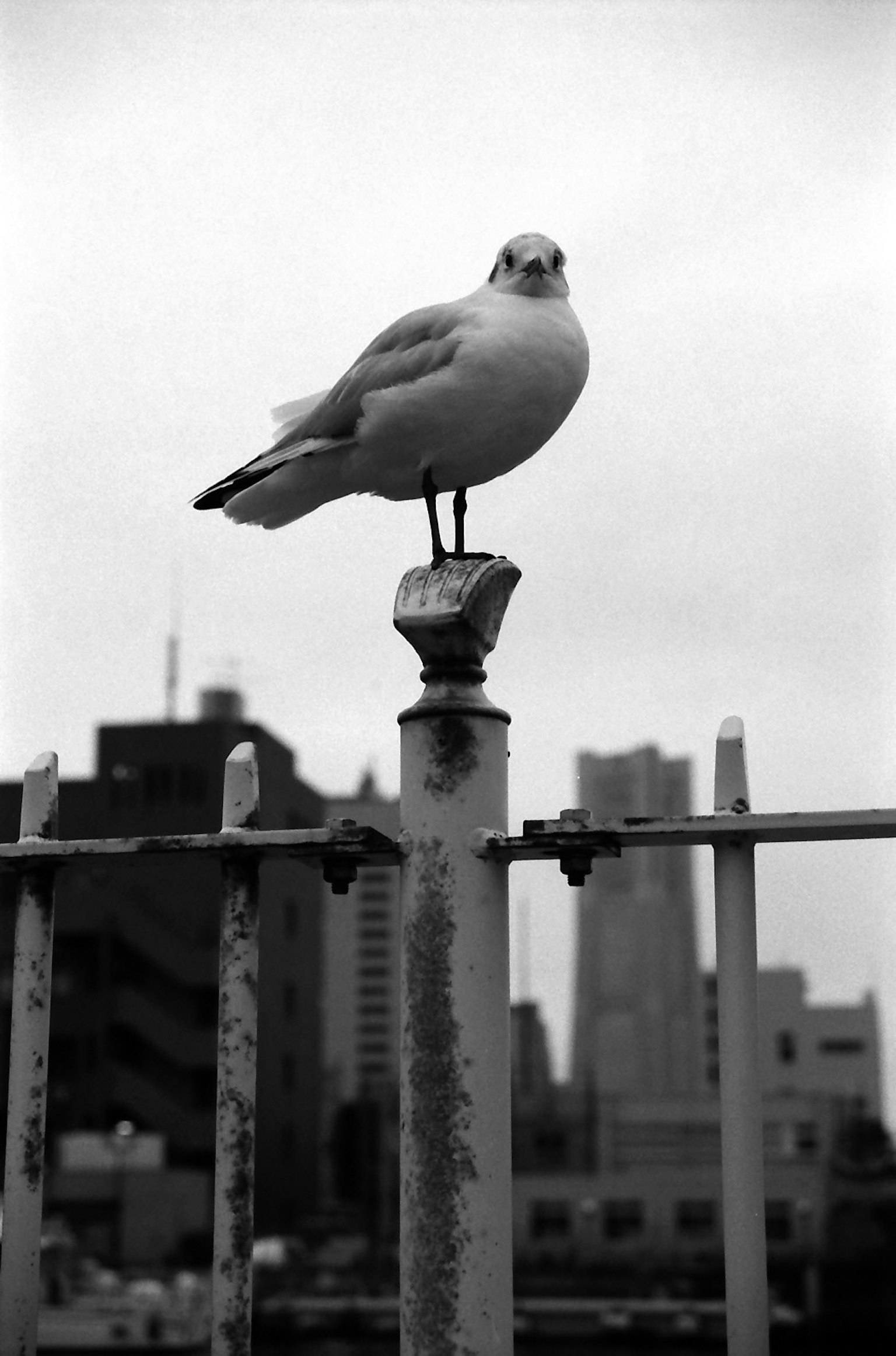 Un gabbiano in piedi su un palo con uno sfondo urbano in bianco e nero