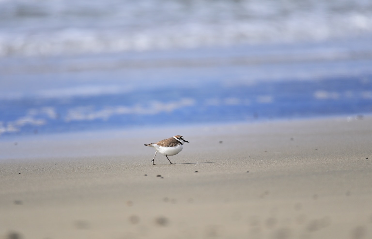 Un piccolo uccello che corre sulla spiaggia di sabbia con uno sfondo oceanico blu