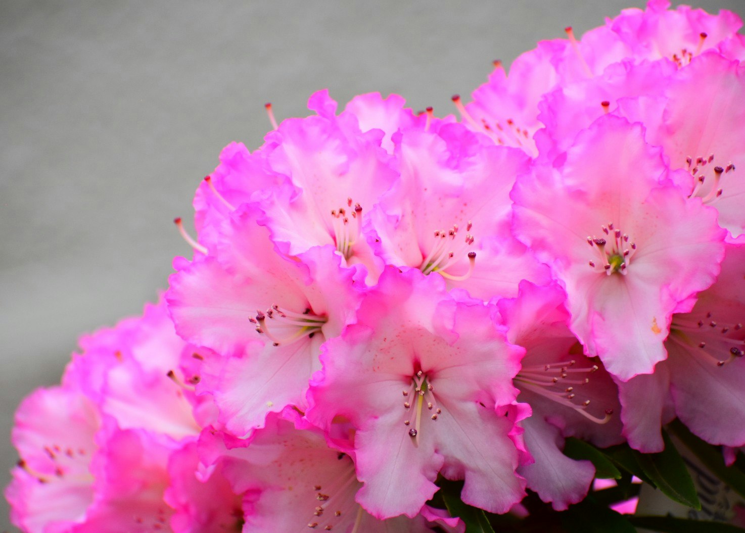 西洋シャクナゲの花のクローズアップ