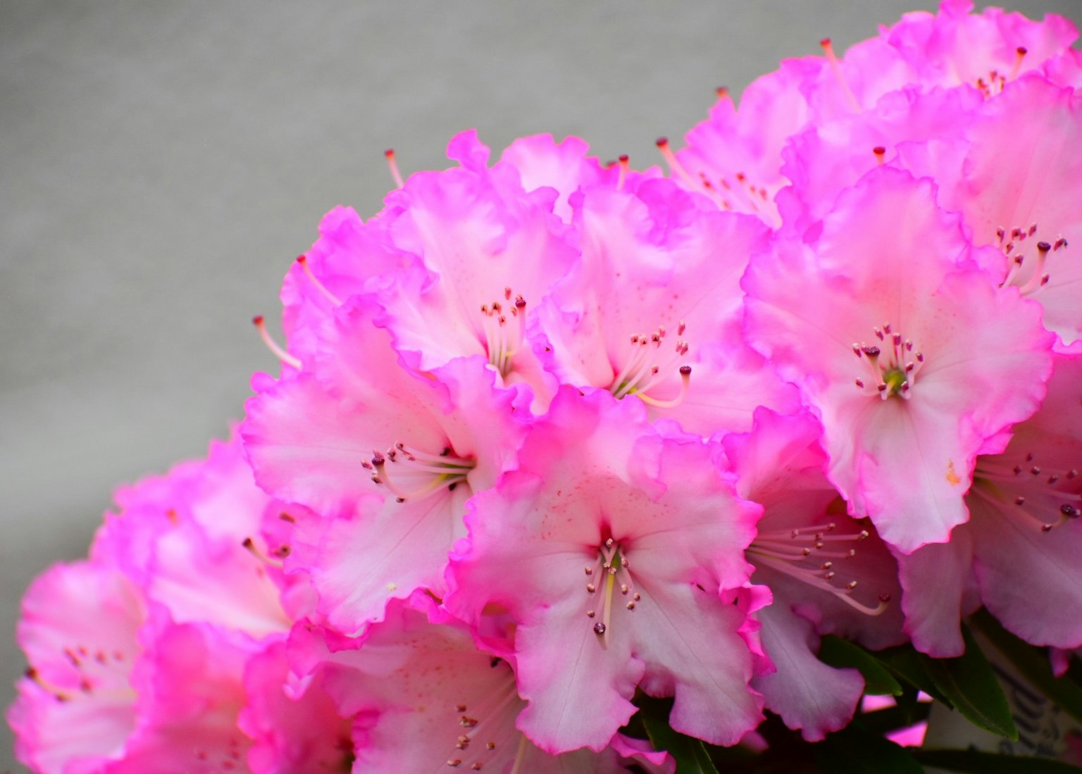 Fleurs d'azalée roses vives regroupées