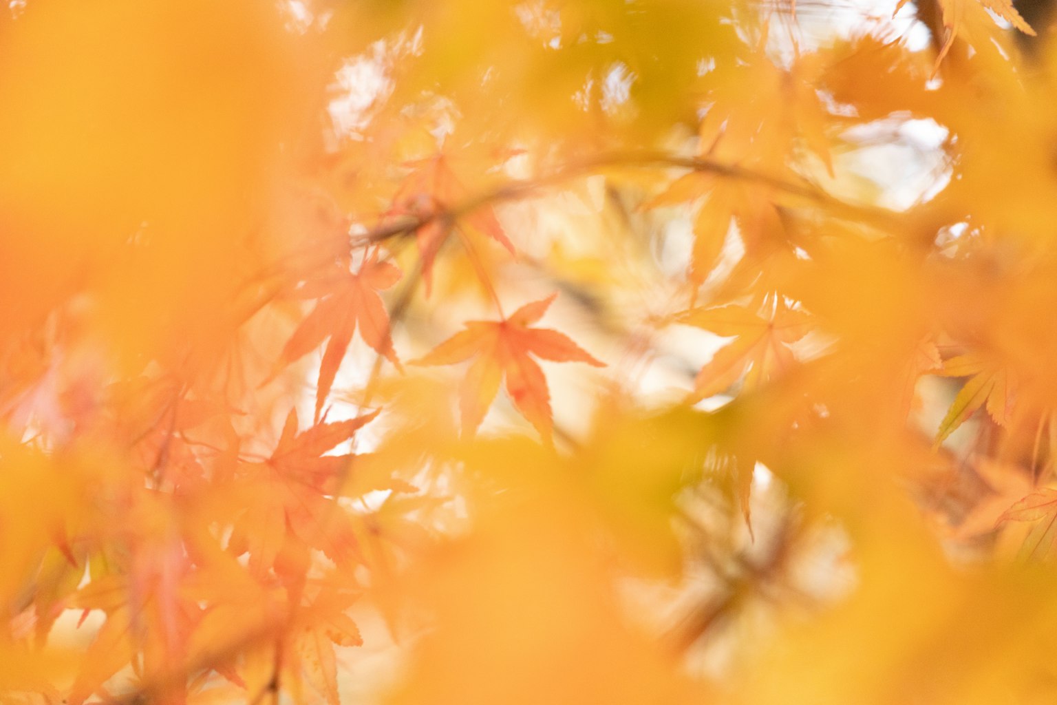 Foglie arancioni vivaci in un paesaggio autunnale