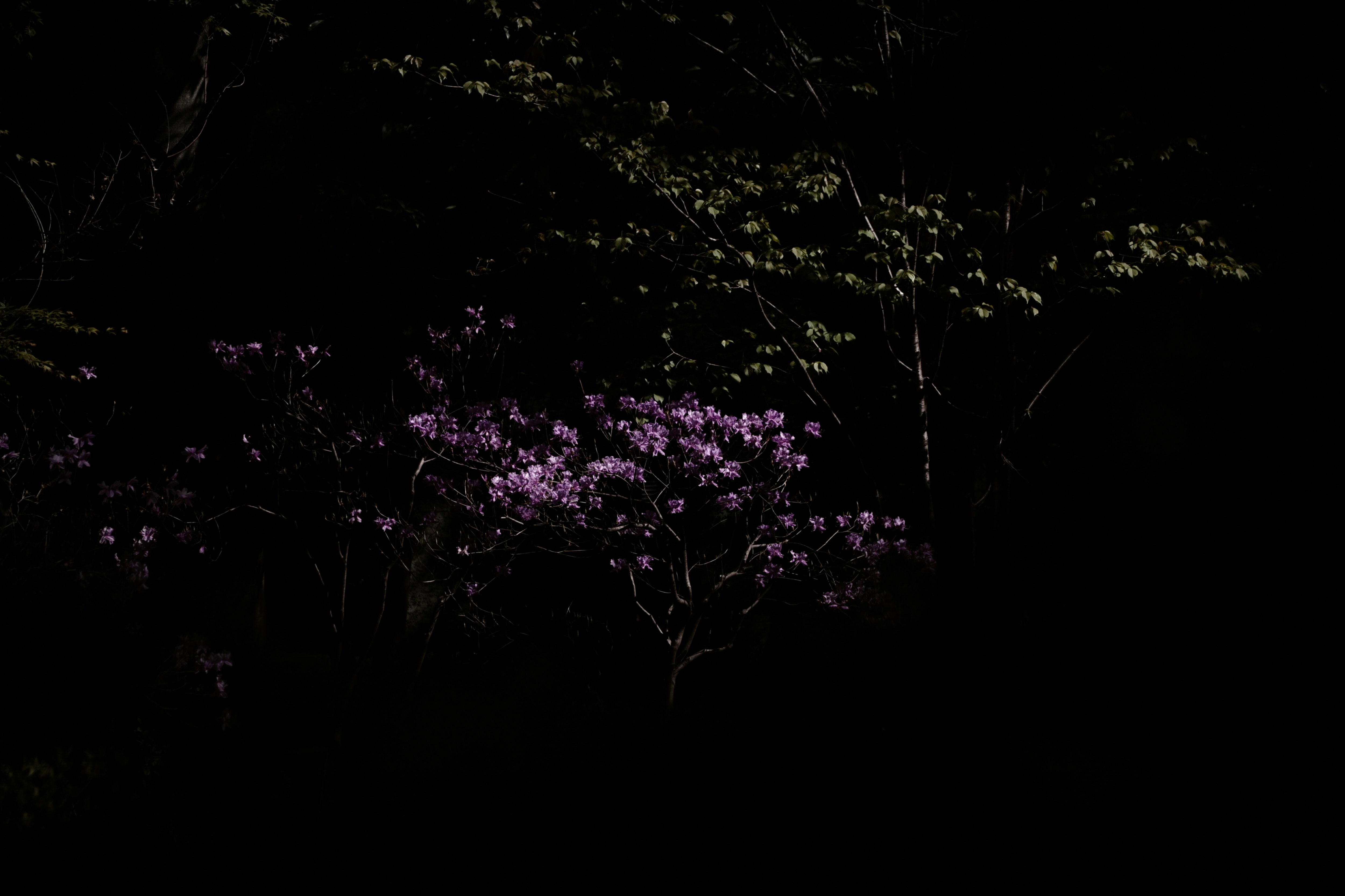 暗い背景に咲く紫のツツジの花
