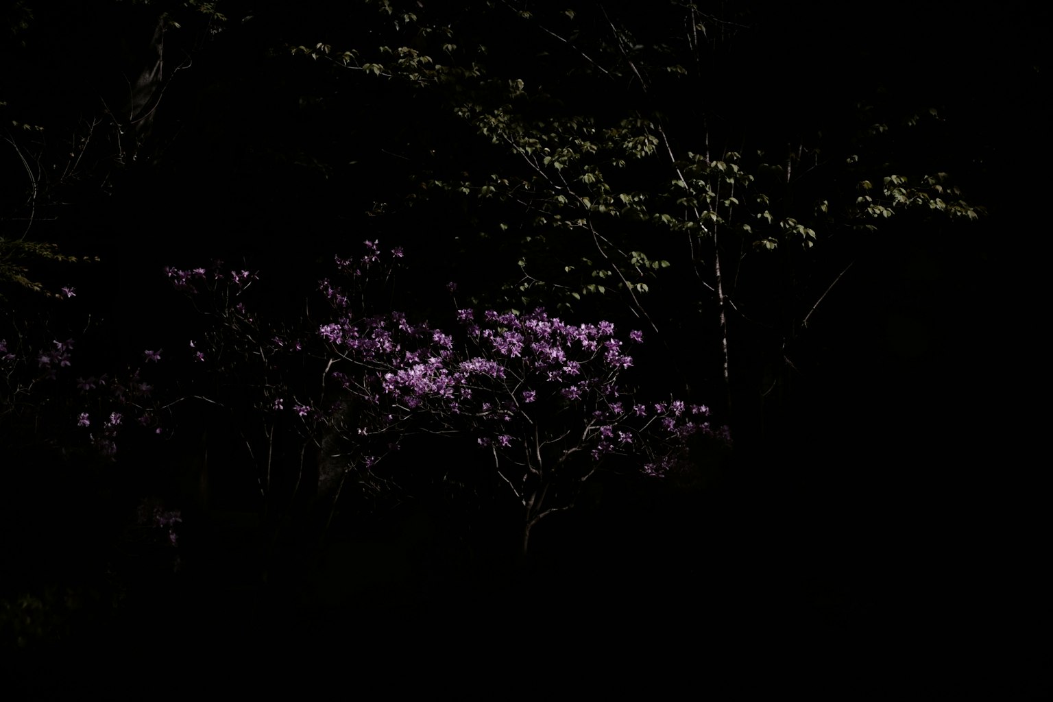 Zarte rosa Blumen leuchten vor einem dunklen Hintergrund
