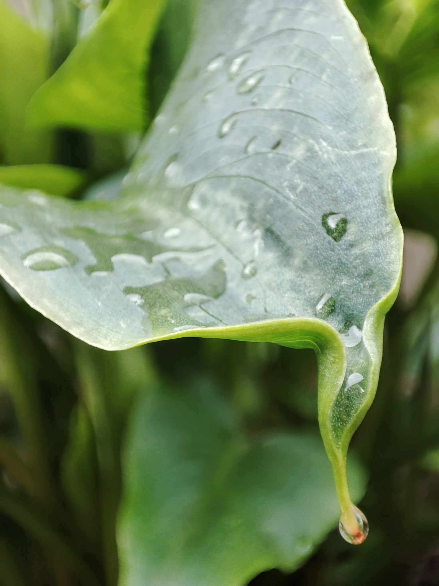 Primer plano de una hoja verde con gotas de agua