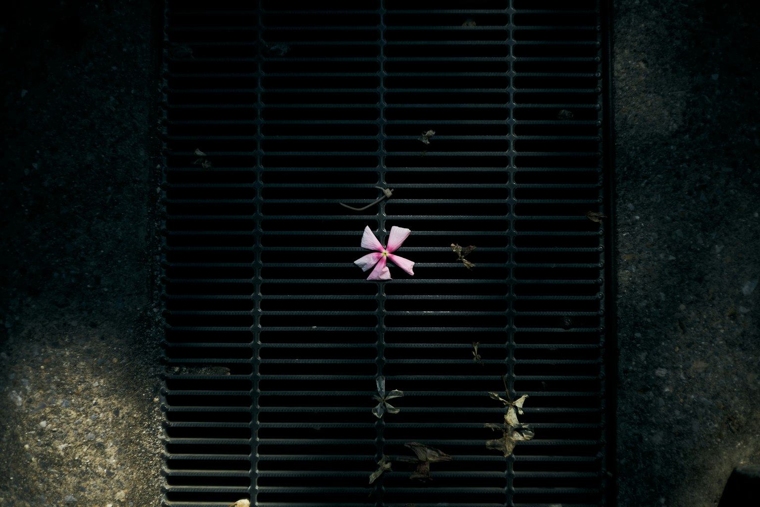 Une fleur rose reposant sur une grille noire entourée de feuilles tombées