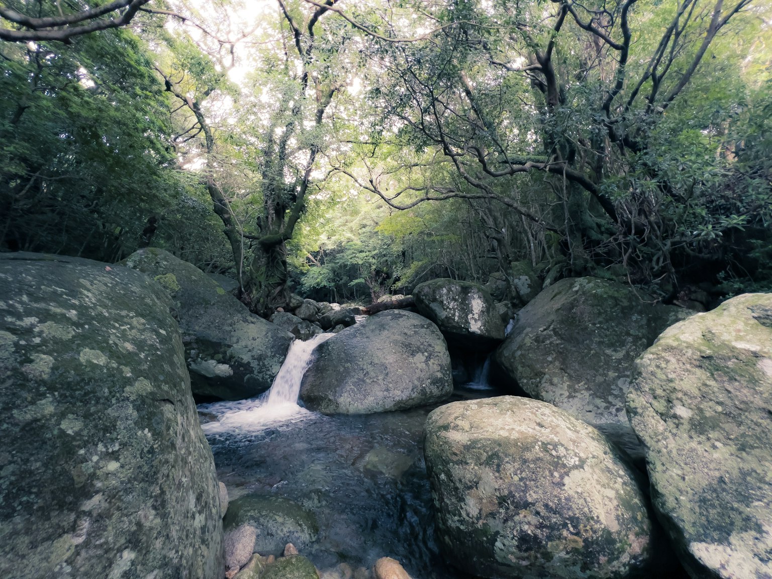 Un arroyo fluyendo entre grandes rocas rodeadas de vegetación exuberante
