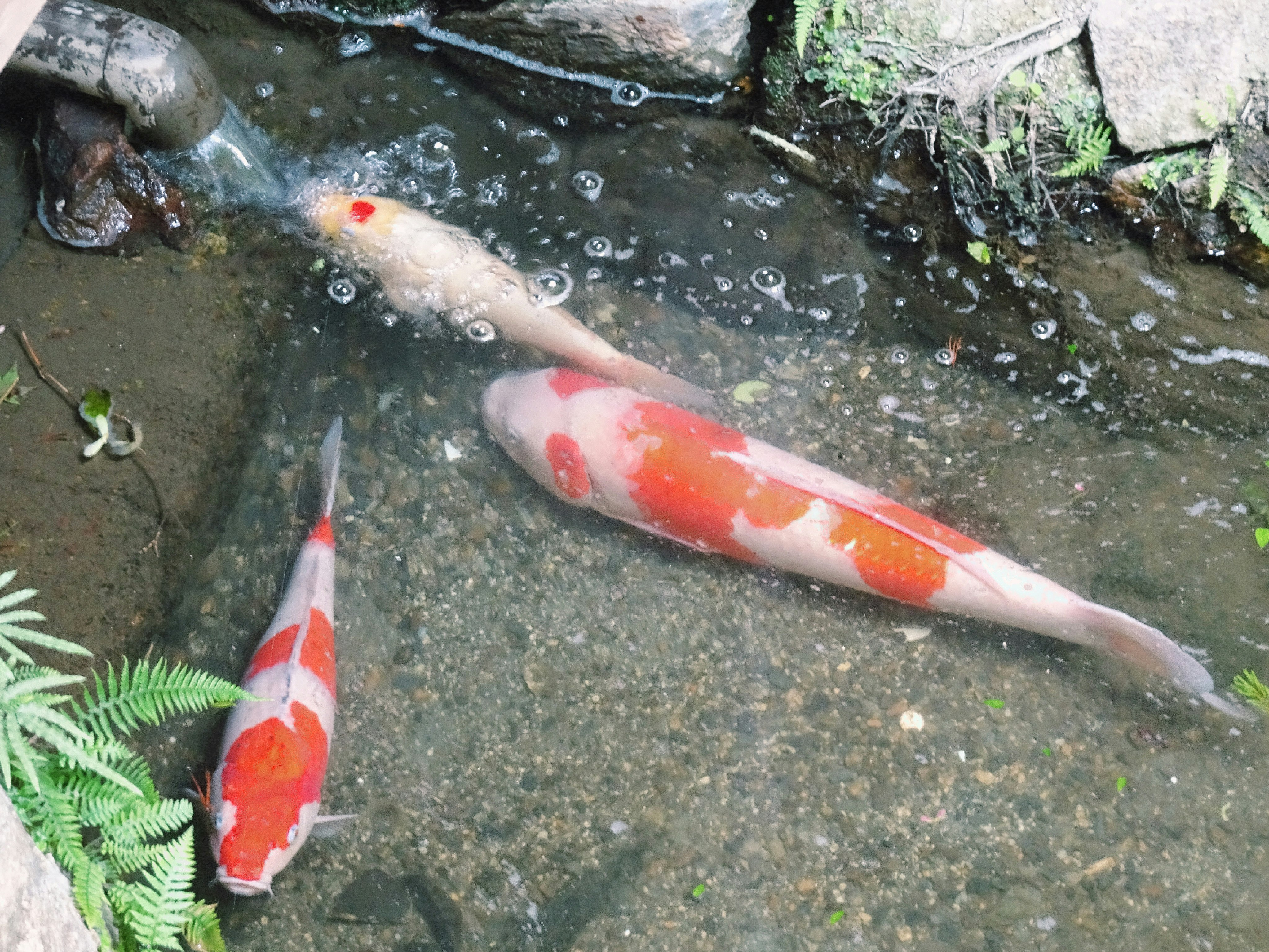 Koi-Karpfen schwimmen in einem Teich