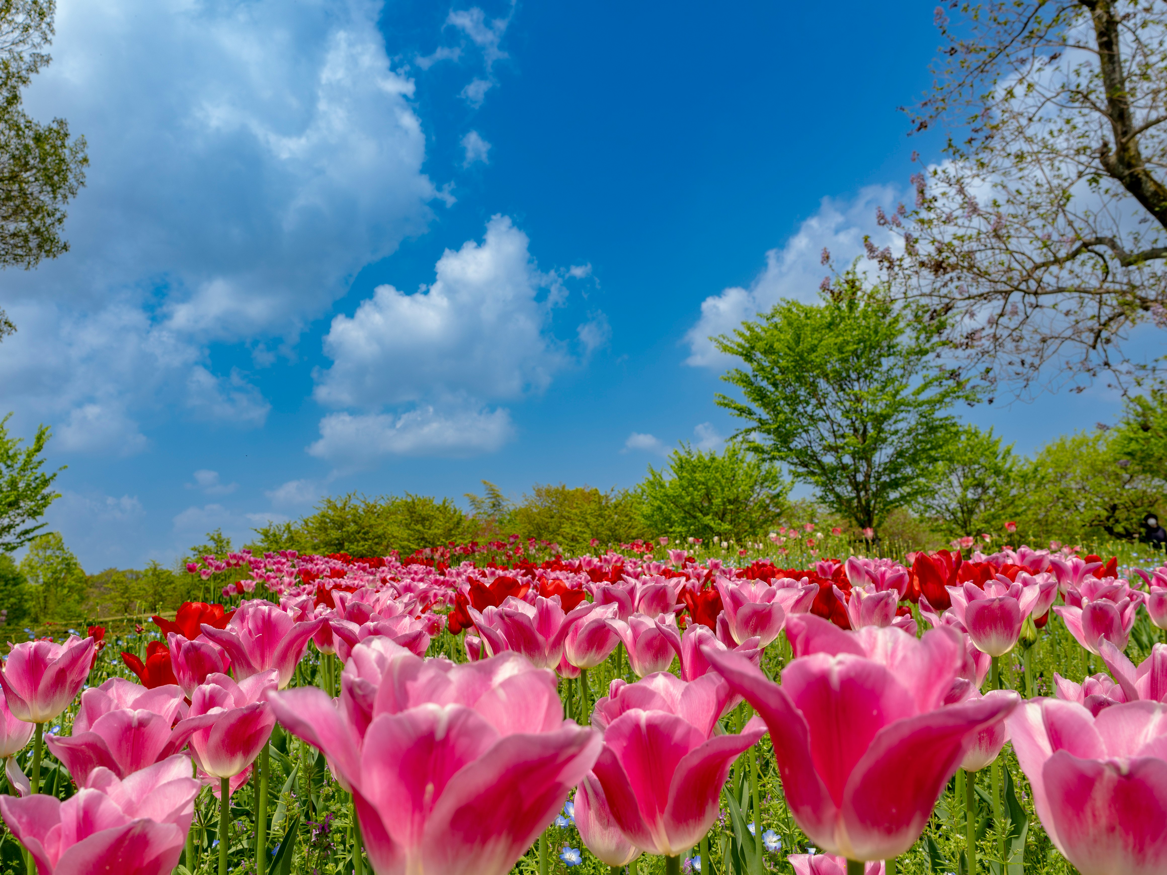 Đồng hoa tulip đỏ nở rộ dưới bầu trời xanh mùa xuân